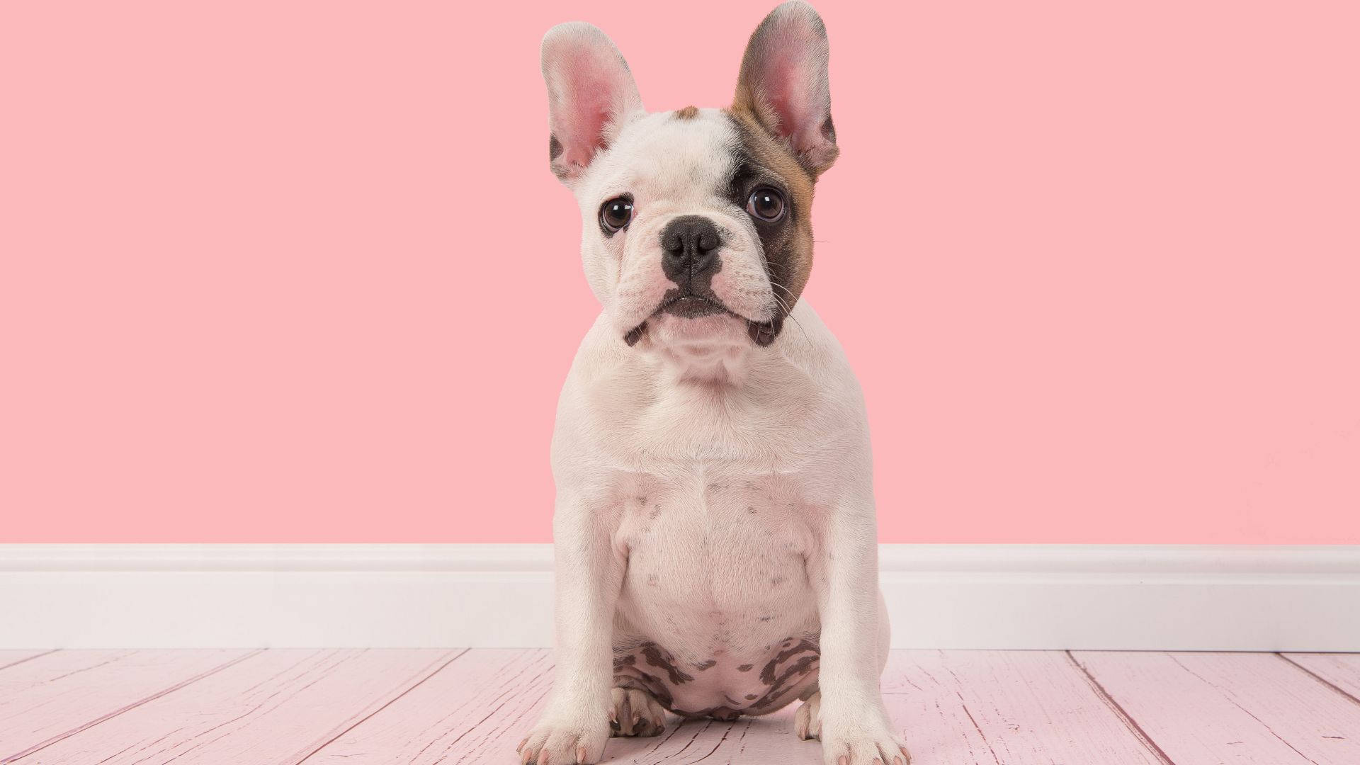French bulldog, pink room, pink wooden flooring, Full HD Desktop Wallpaper