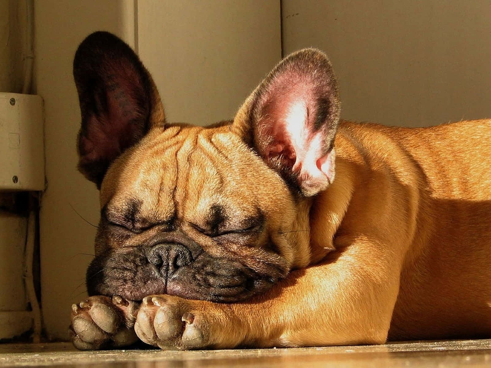 fawn French bulldog, sunbeam, wooden floor, HD Desktop Wallpaper