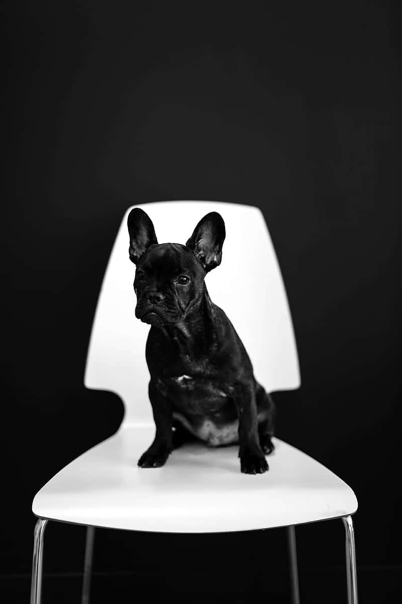 black French bulldog, white modern chair, stark black background, SD Phone Wallpaper