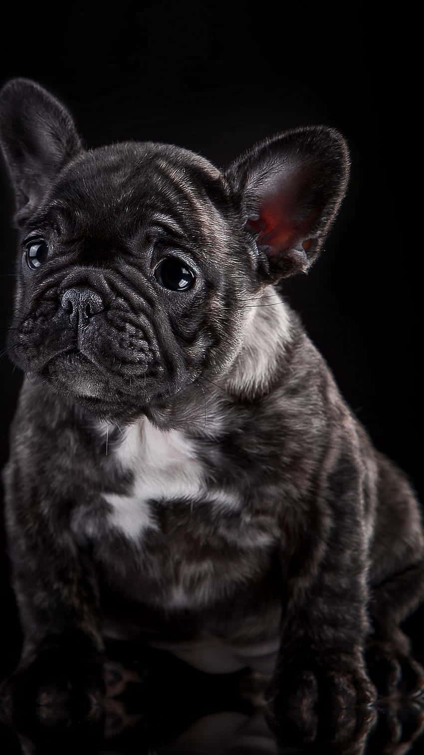 black French bulldog, white chest, stark black background, HD Phone Wallpaper