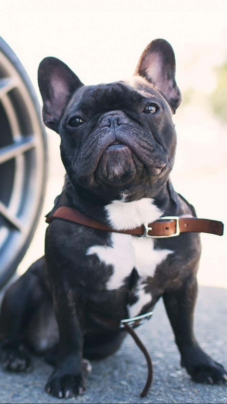 French bulldog, black, white chest, HD Phone Wallpaper