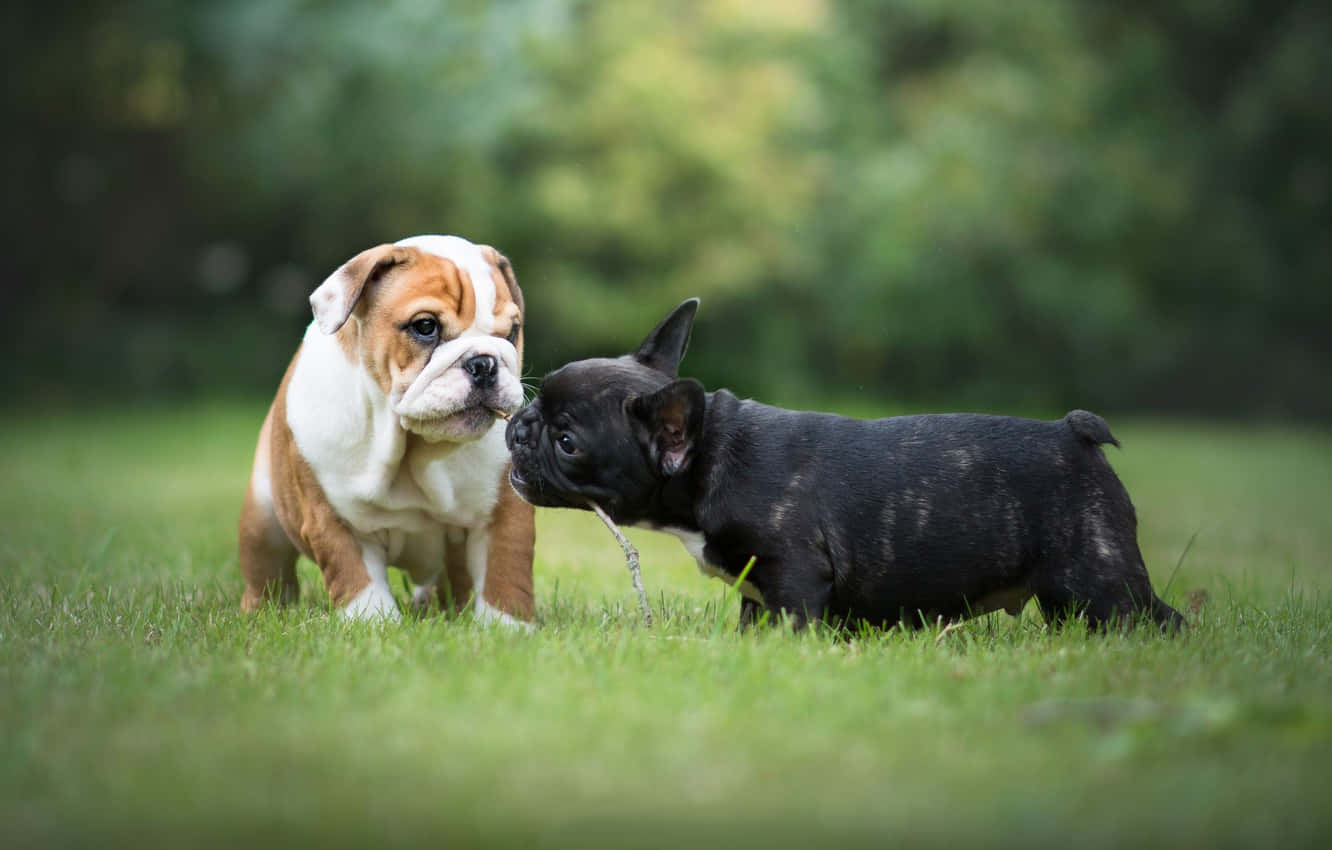 French Bulldog, English Bulldog, lush green grass, HD Desktop Wallpaper