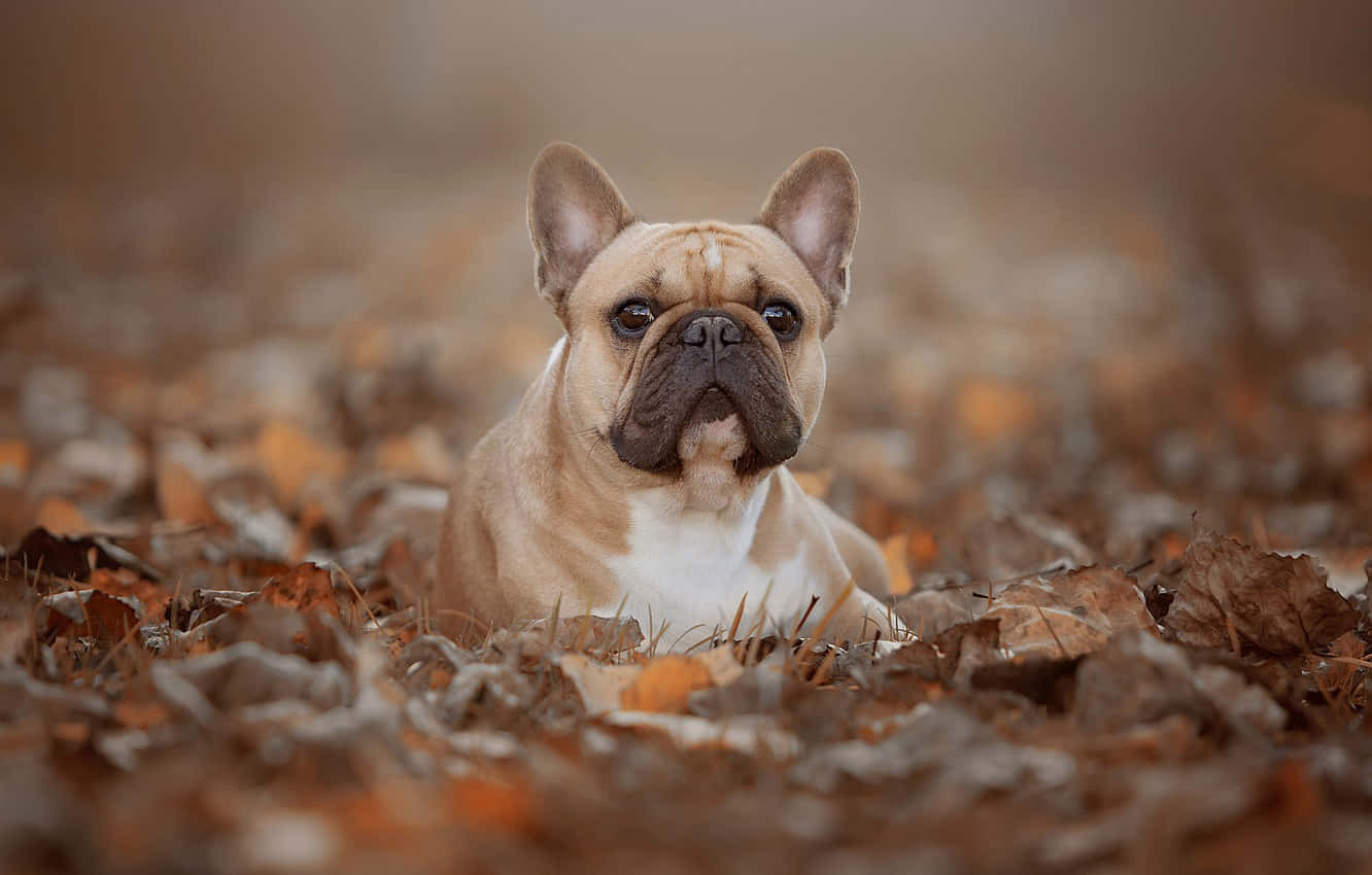 fawn French bulldog, dark muzzle, autumn leaves, HD Desktop Wallpaper