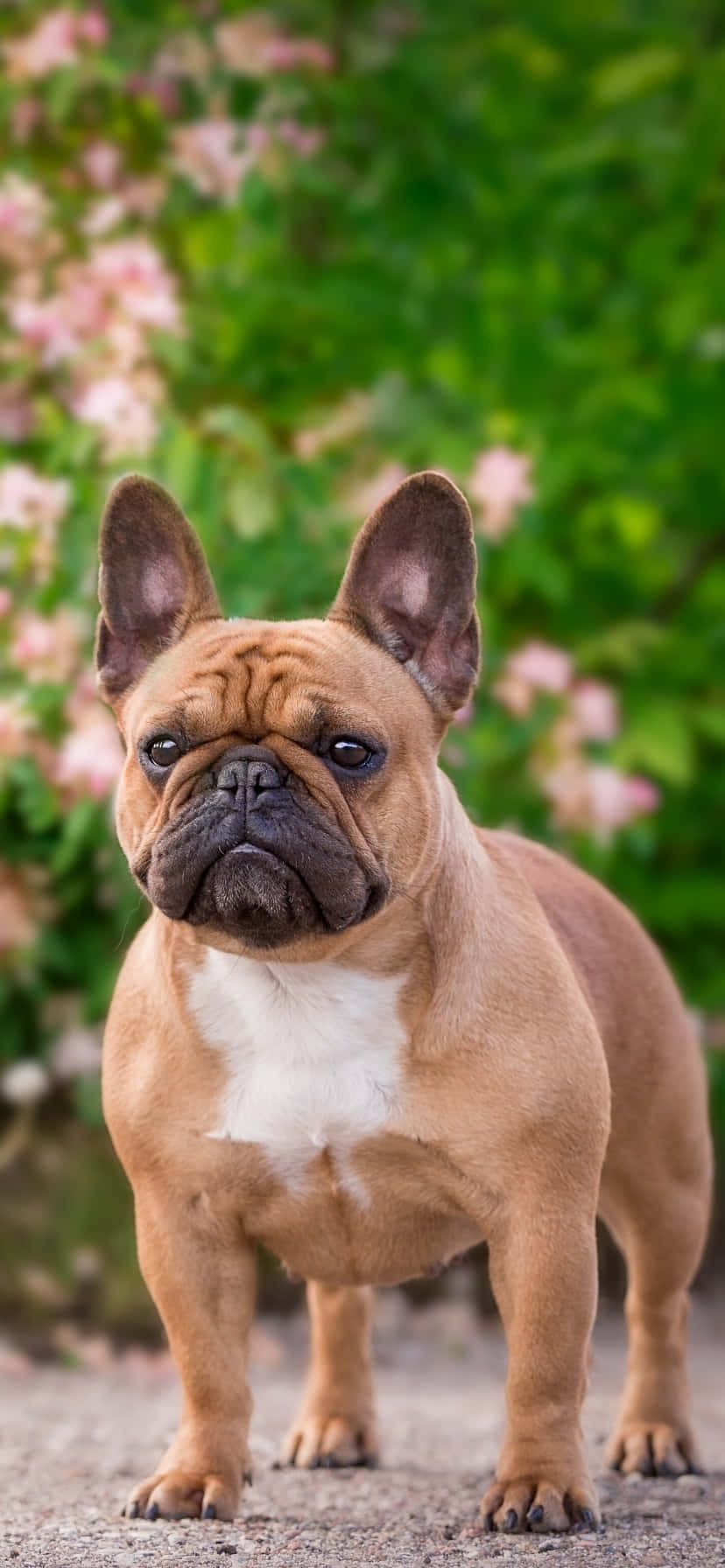 fawn French bulldog, white chest, gravel, HD Phone Wallpaper