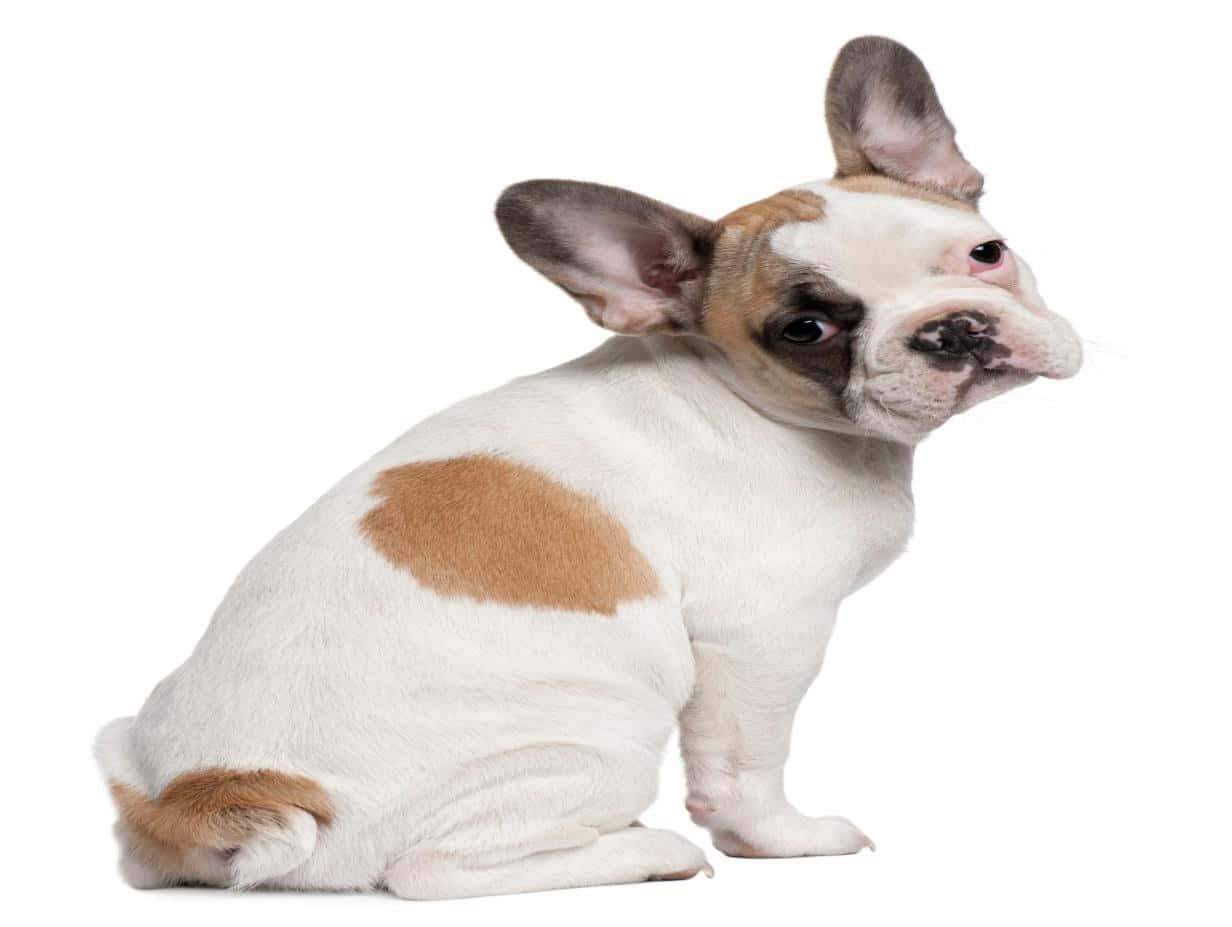 French bulldog puppy, white and tan, stark white background, SD Desktop Wallpaper