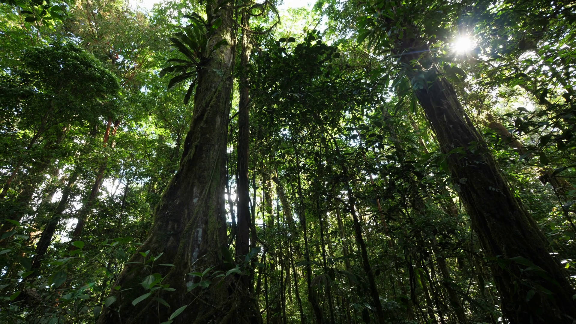 French Guiana, emerald leaves, mossy tree trunks, Full HD Desktop Wallpaper
