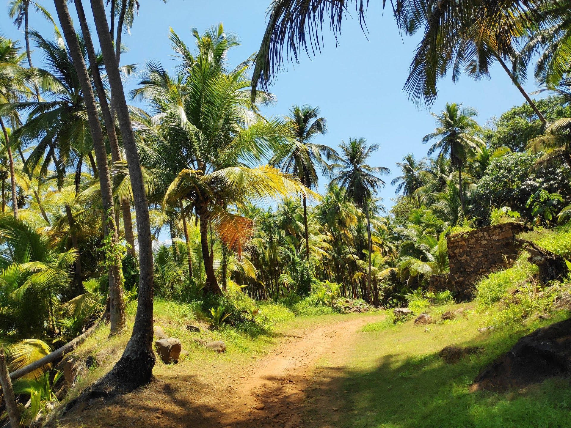 French Guiana, forest, sunlit dirt path, Full HD Desktop Wallpaper
