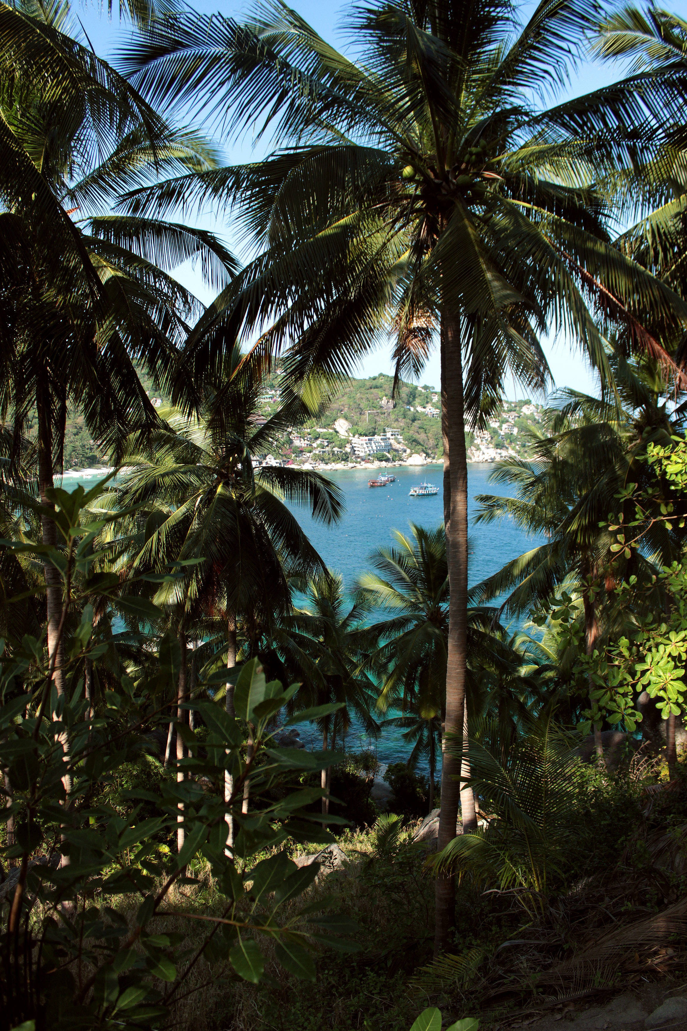 French Guiana, coconut trees, tropical paradise, 2K Phone Wallpaper
