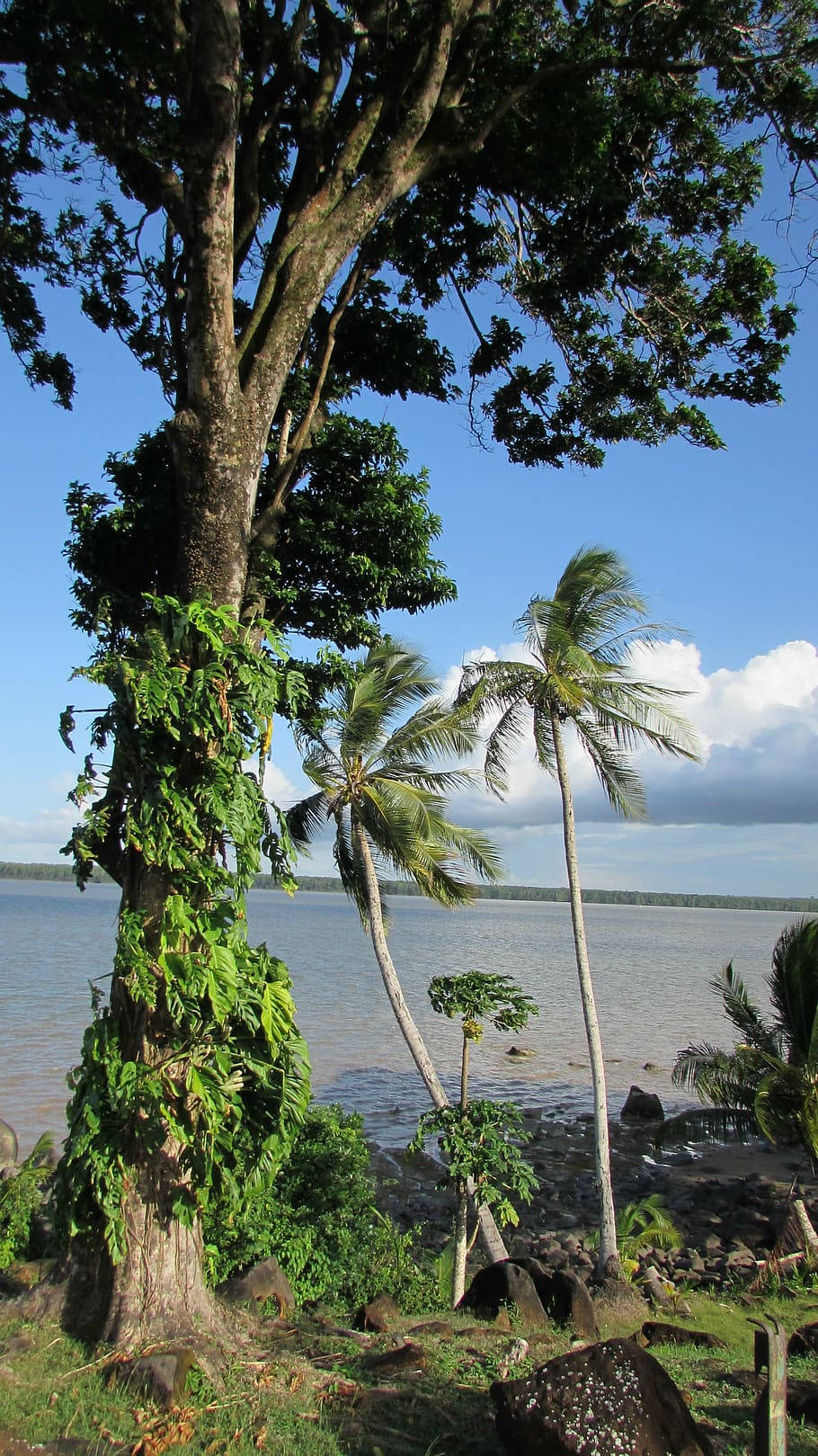 French Guiana, tall tree, lush green vines, HD Phone Wallpaper