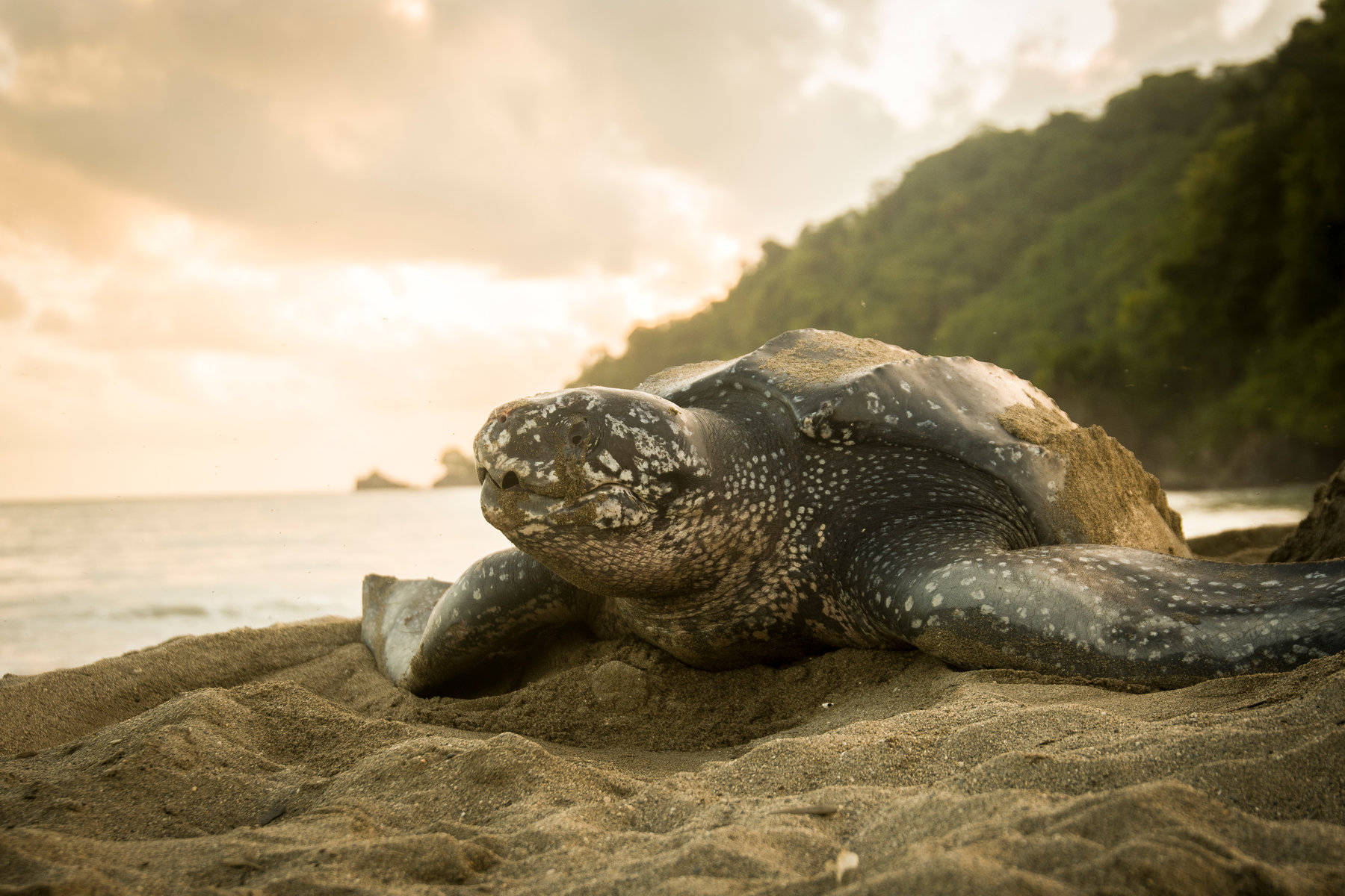 French Guiana, sea turtle, sandy beach, HD Desktop Wallpaper