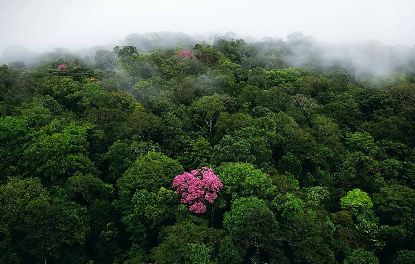 French Guiana, pink flowers, misty rainforest canopy, HD Desktop Wallpaper