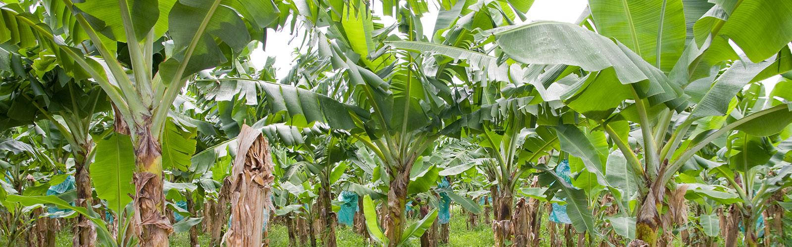French Guiana, banana plantation, towering banana plants, HD Desktop Wallpaper