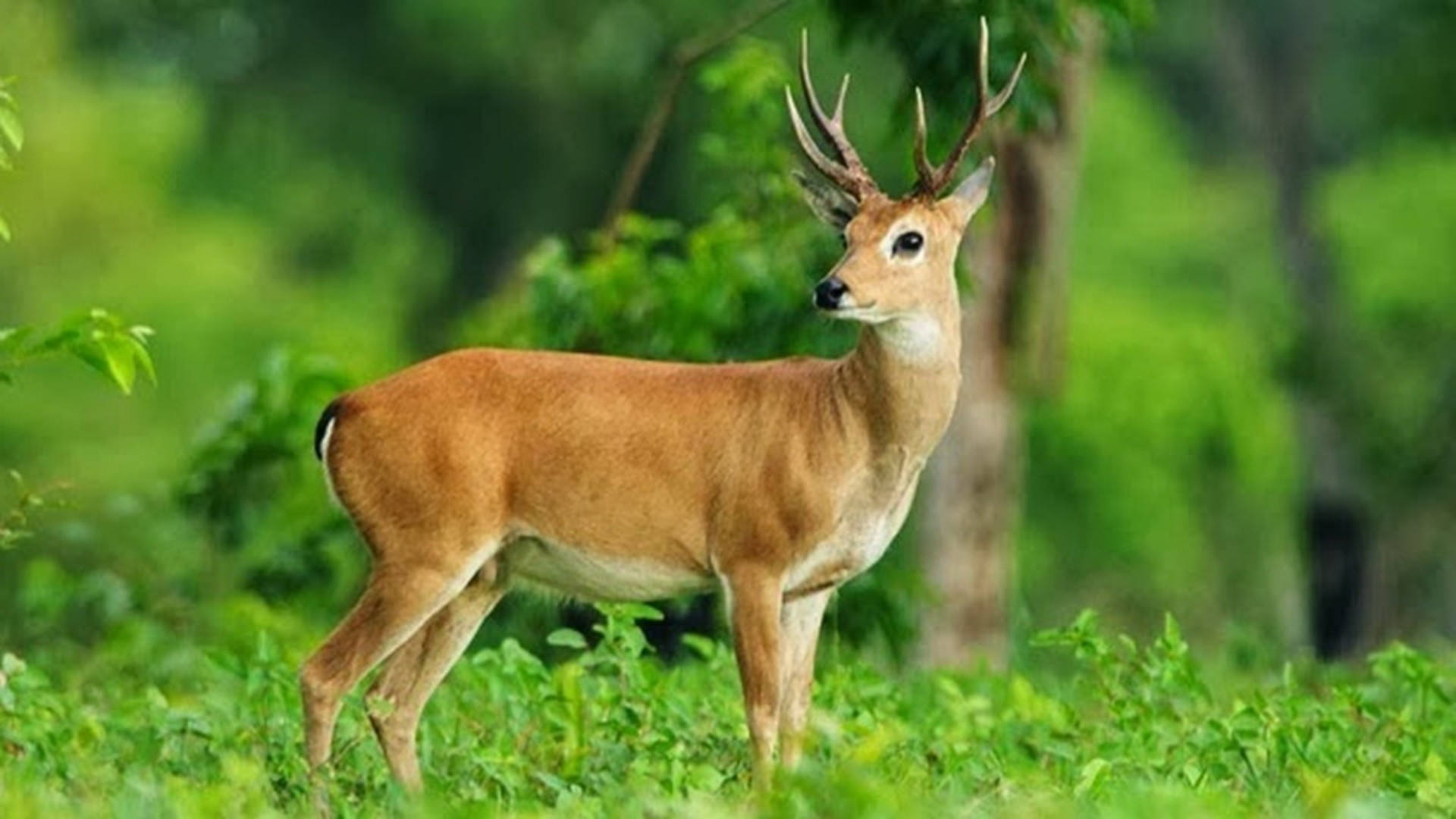 French Guiana, deer, male deer, Full HD Desktop Wallpaper
