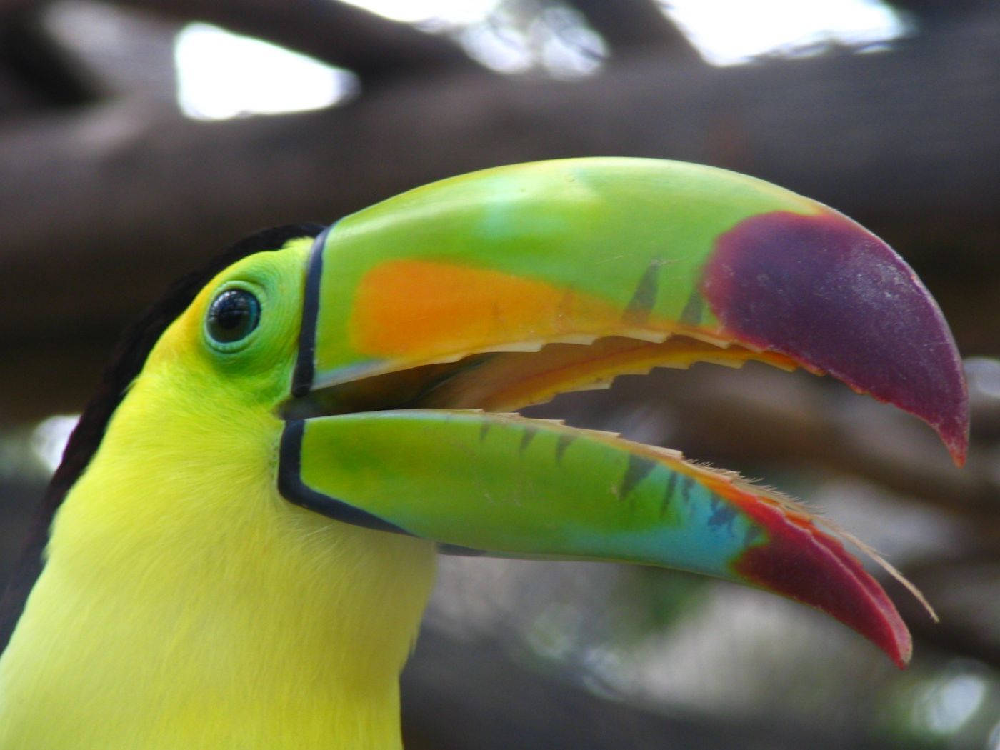 French Guiana, toucan, colorful beak, HD Desktop Wallpaper
