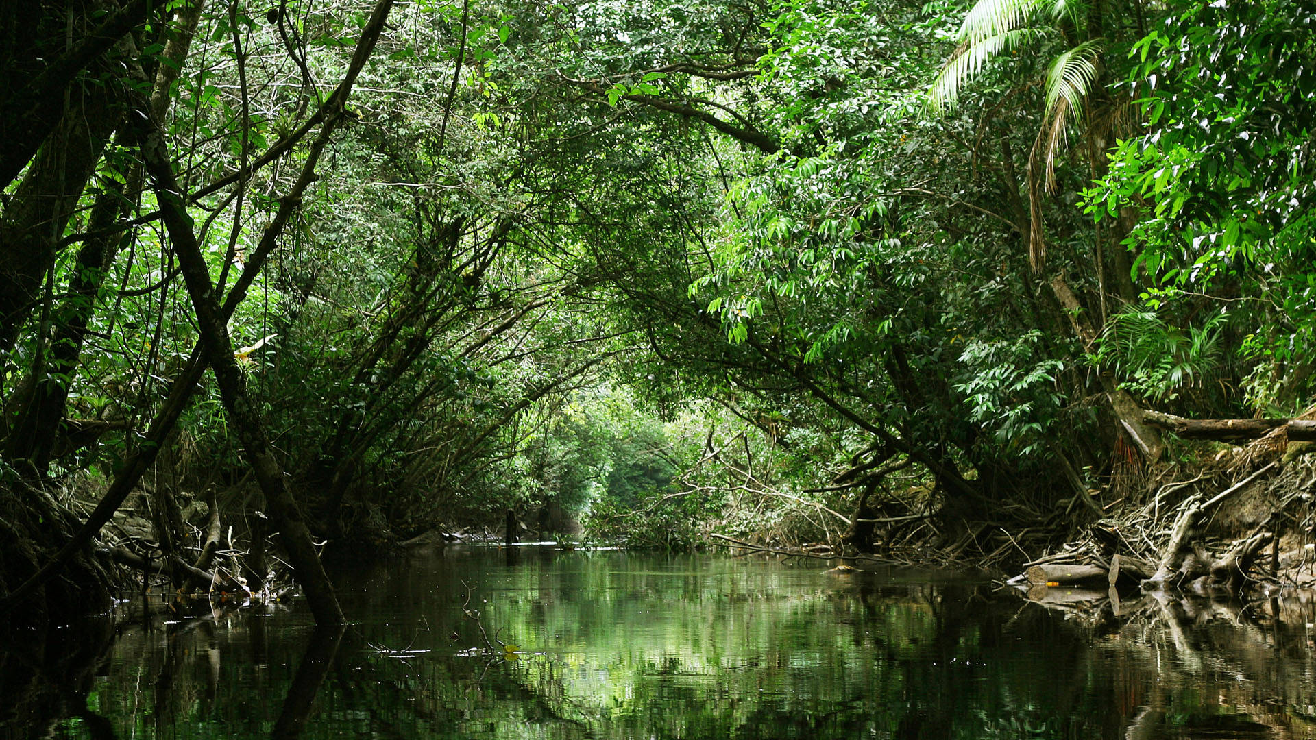 French Guiana, river, tropical jungle, Full HD Desktop Wallpaper