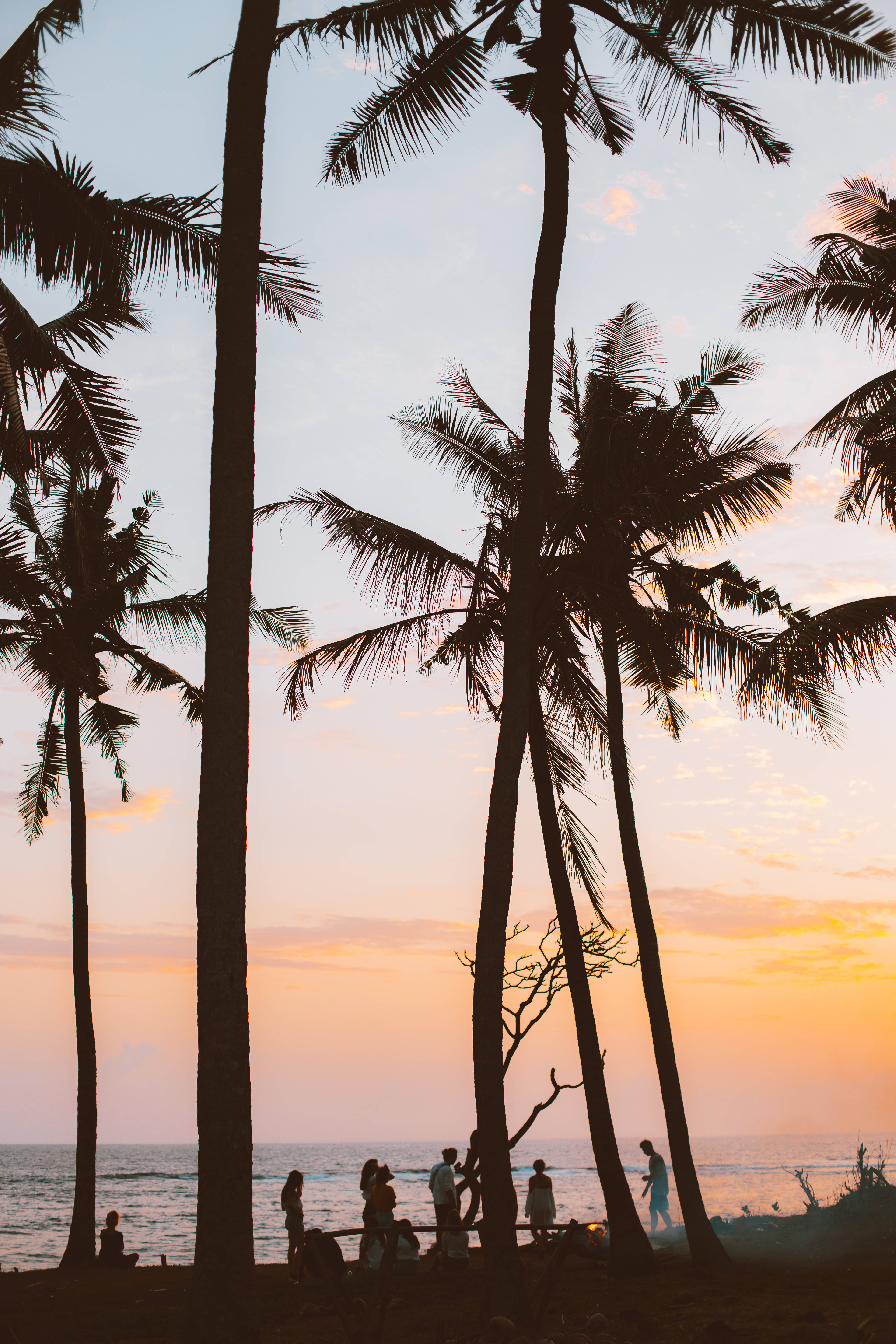 French Guiana, palm tree, sunset, 5K Phone Wallpaper