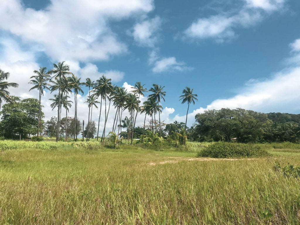 French Guiana, palm trees, grassy field, SD Desktop Wallpaper