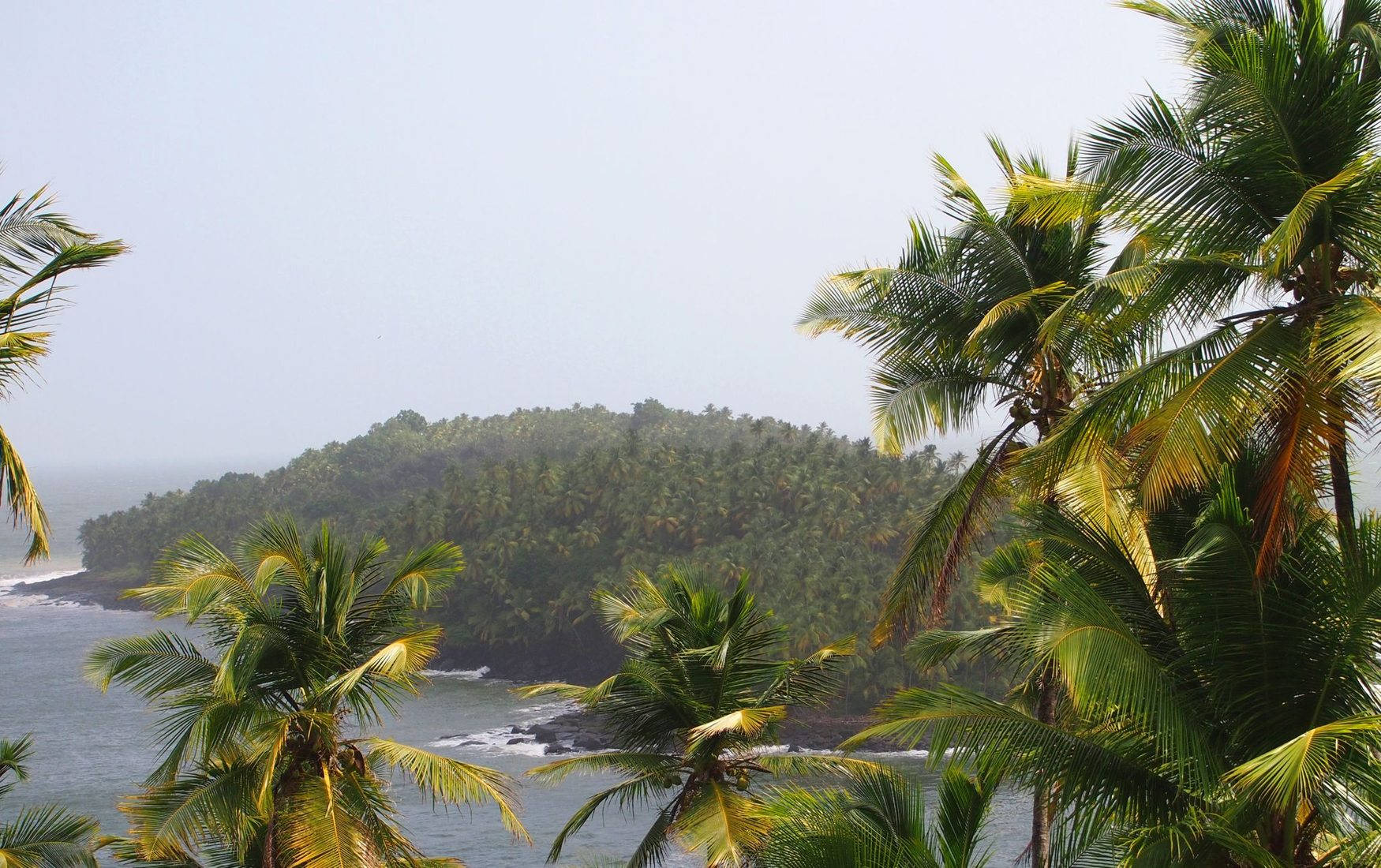 French Guiana River, tropical island, lush green palm trees, HD Desktop Wallpaper