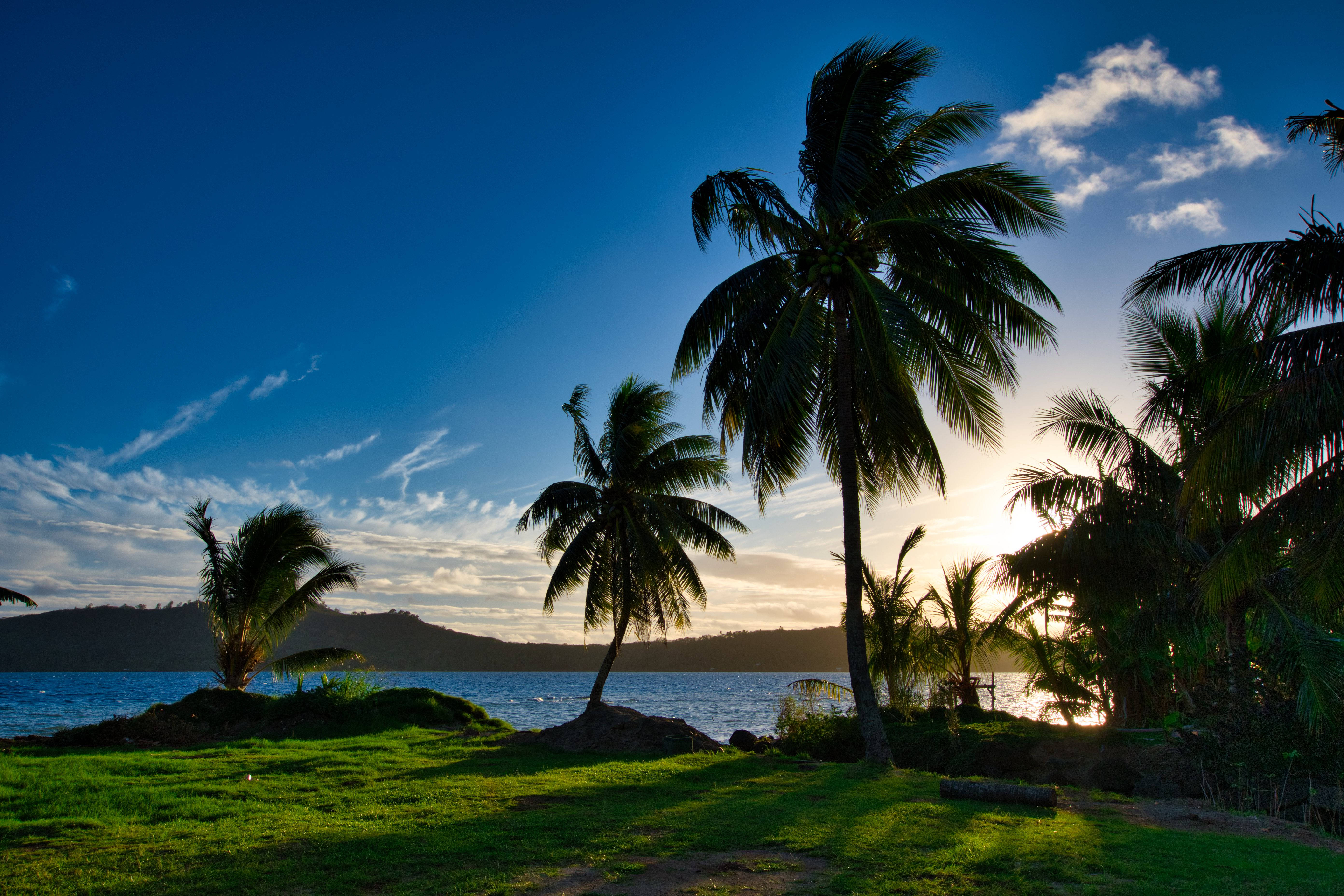 French Polynesia, palm trees, vibrant blue sky, 5K Desktop Wallpaper