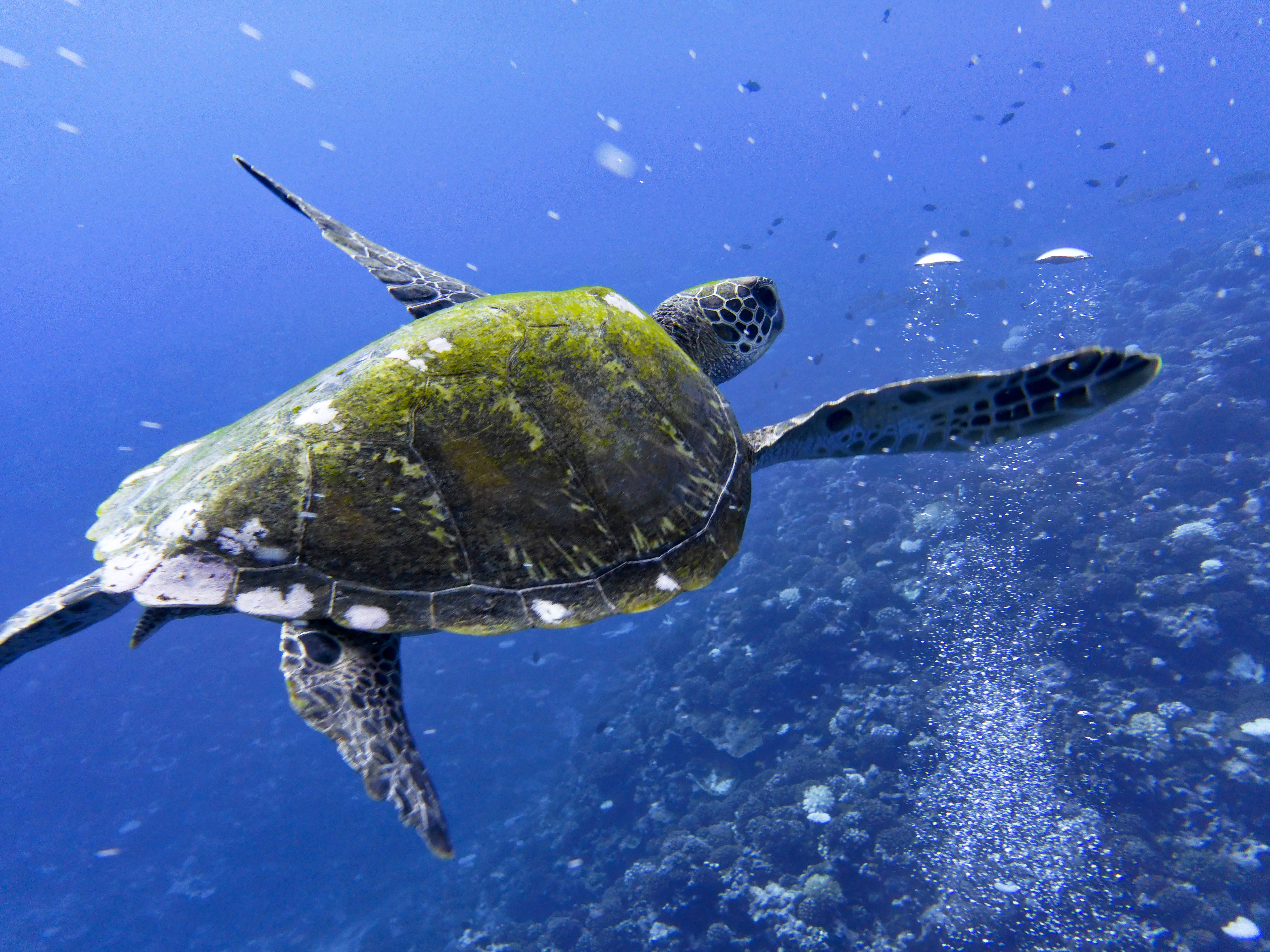 French Polynesia, green sea turtle, clear blue ocean water, 5K Desktop Wallpaper