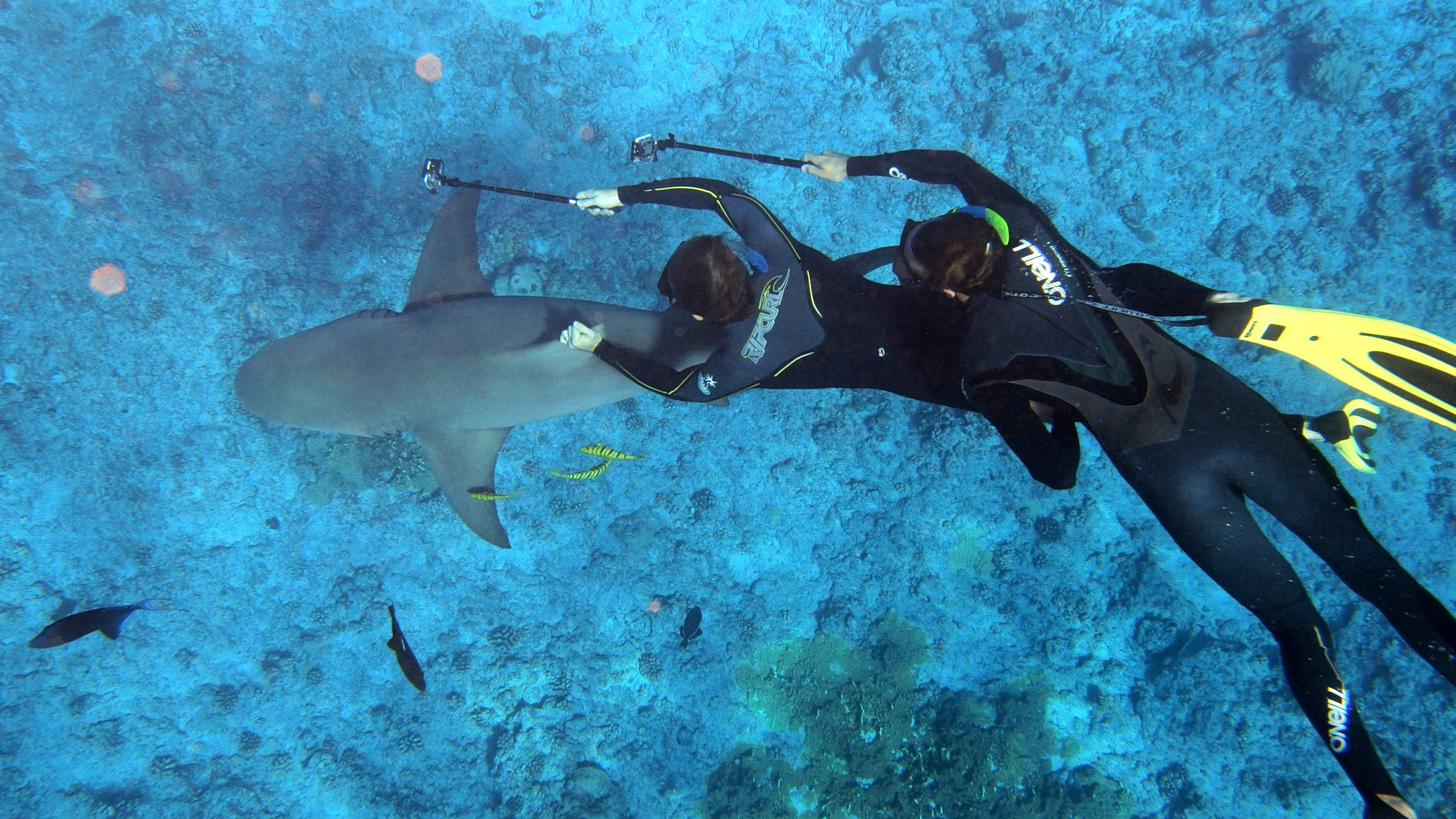 French Polynesia, black wetsuits, grey reef shark, 4K Desktop Wallpaper