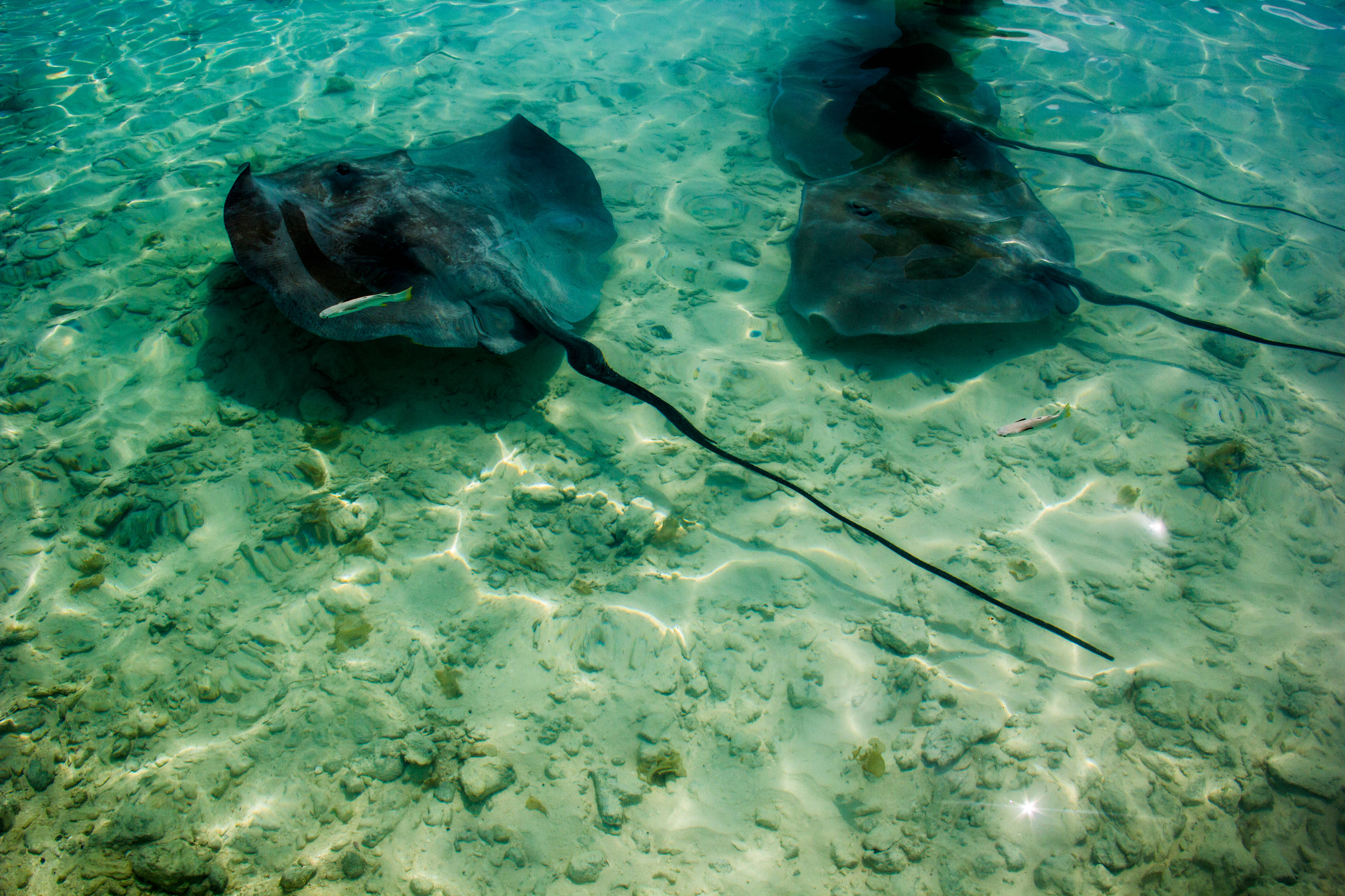 French Polynesia, black manta rays, sandy ocean floor, 5K Desktop Wallpaper