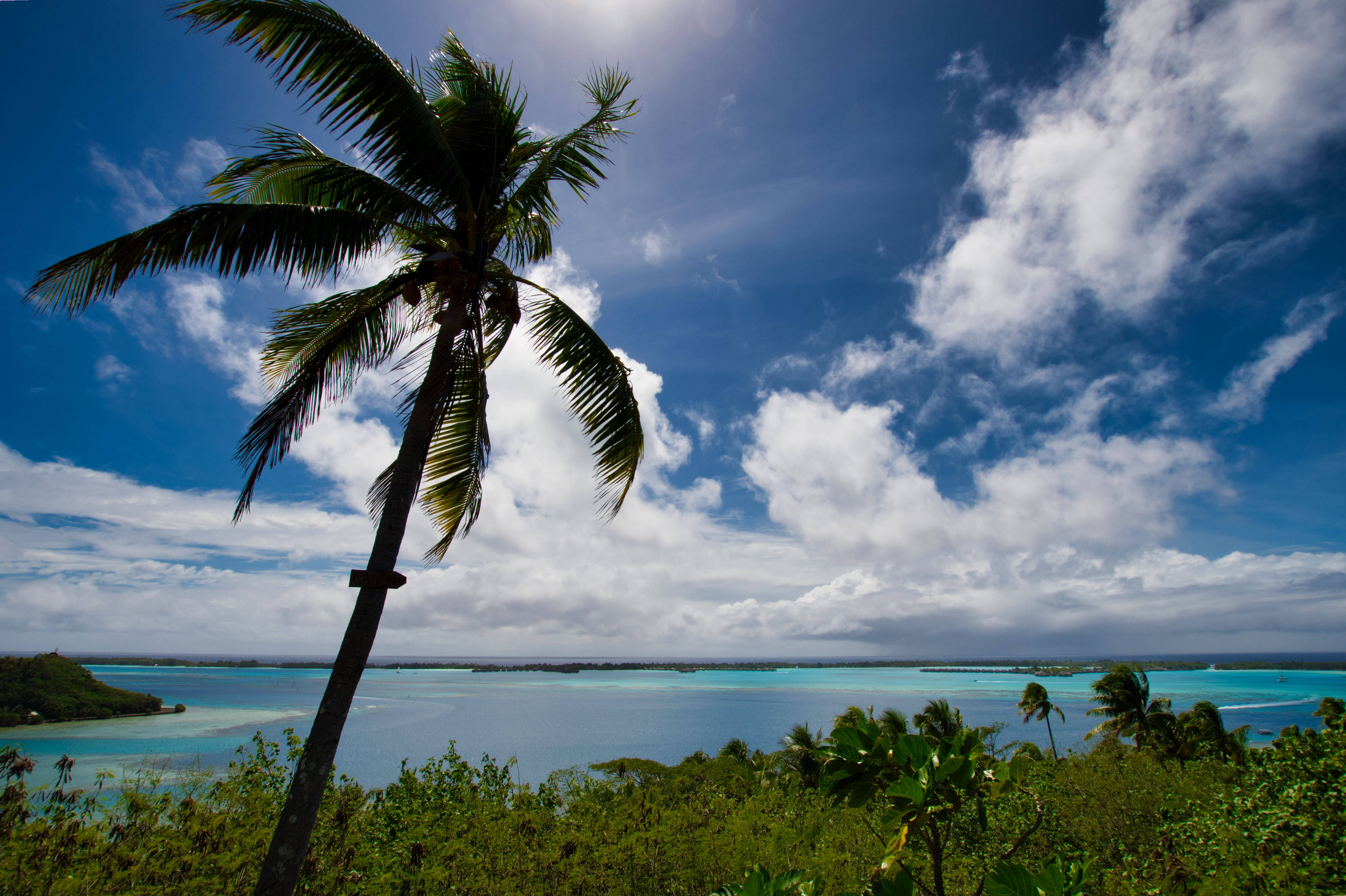 French Polynesia, palm tree, vibrant blue sky, 5K Desktop Wallpaper