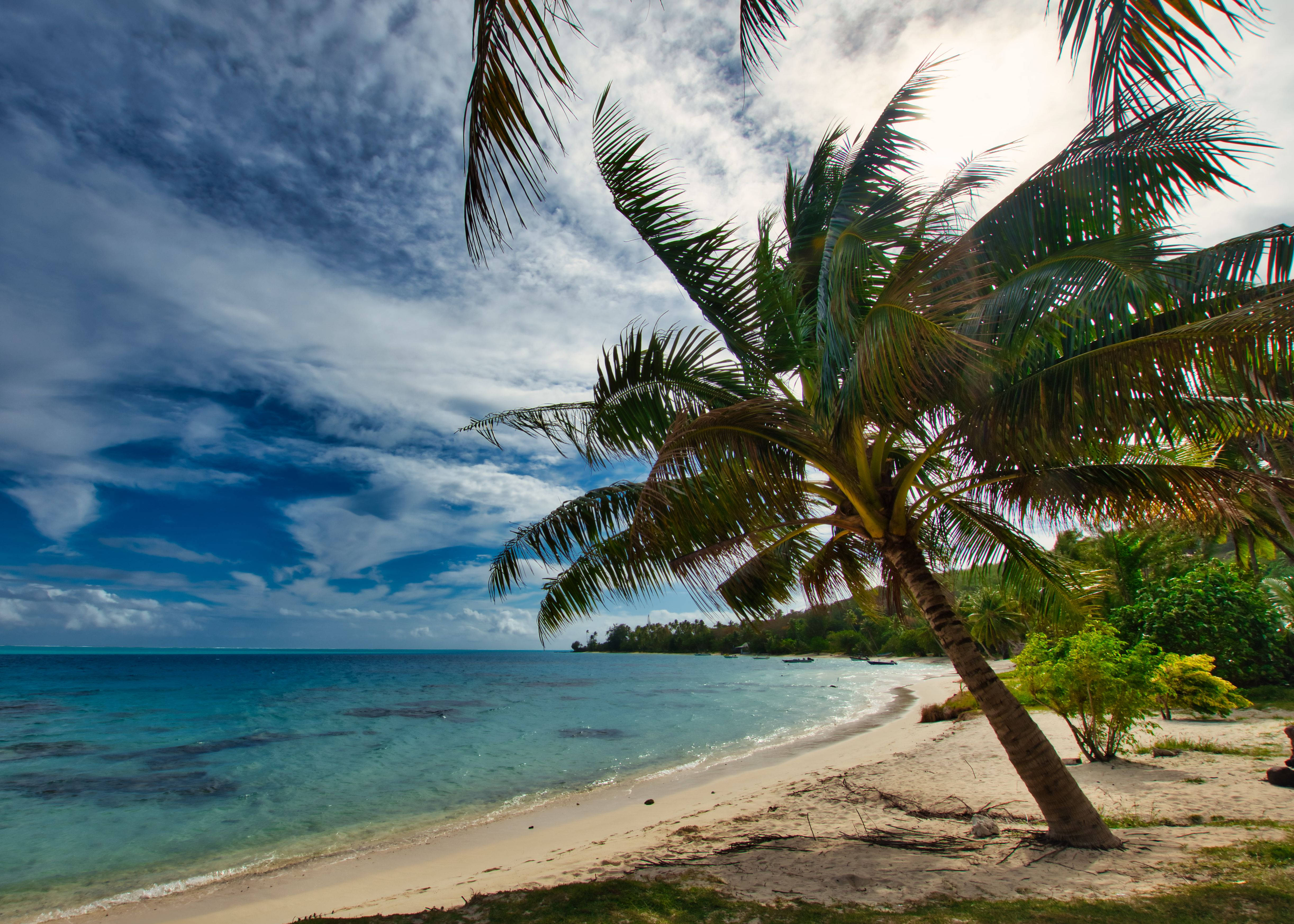French Polynesia, palm tree, pristine sandy beach, 4K Desktop Wallpaper