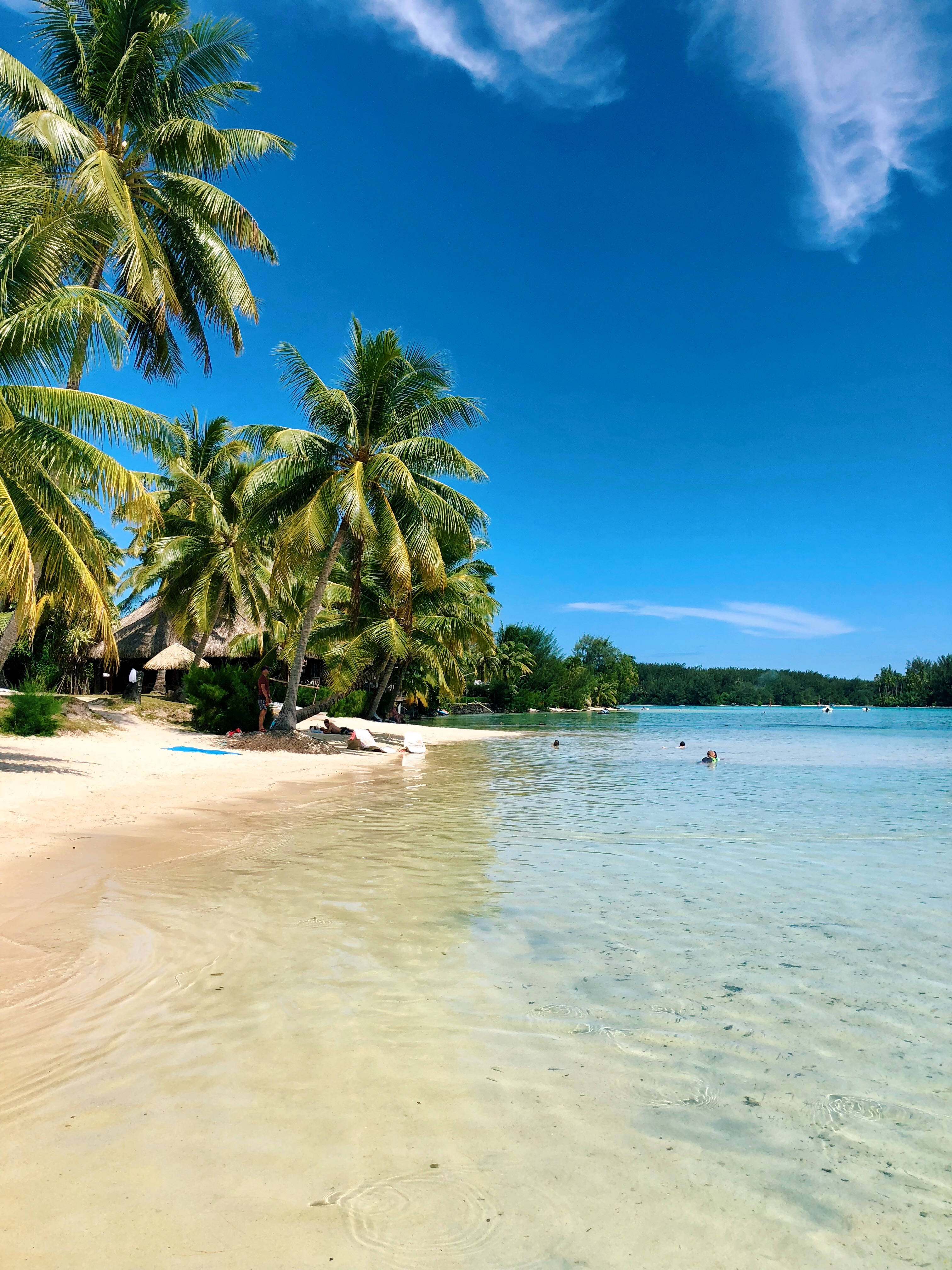 French Polynesia, white sand beach, palm trees, 4K Phone Wallpaper