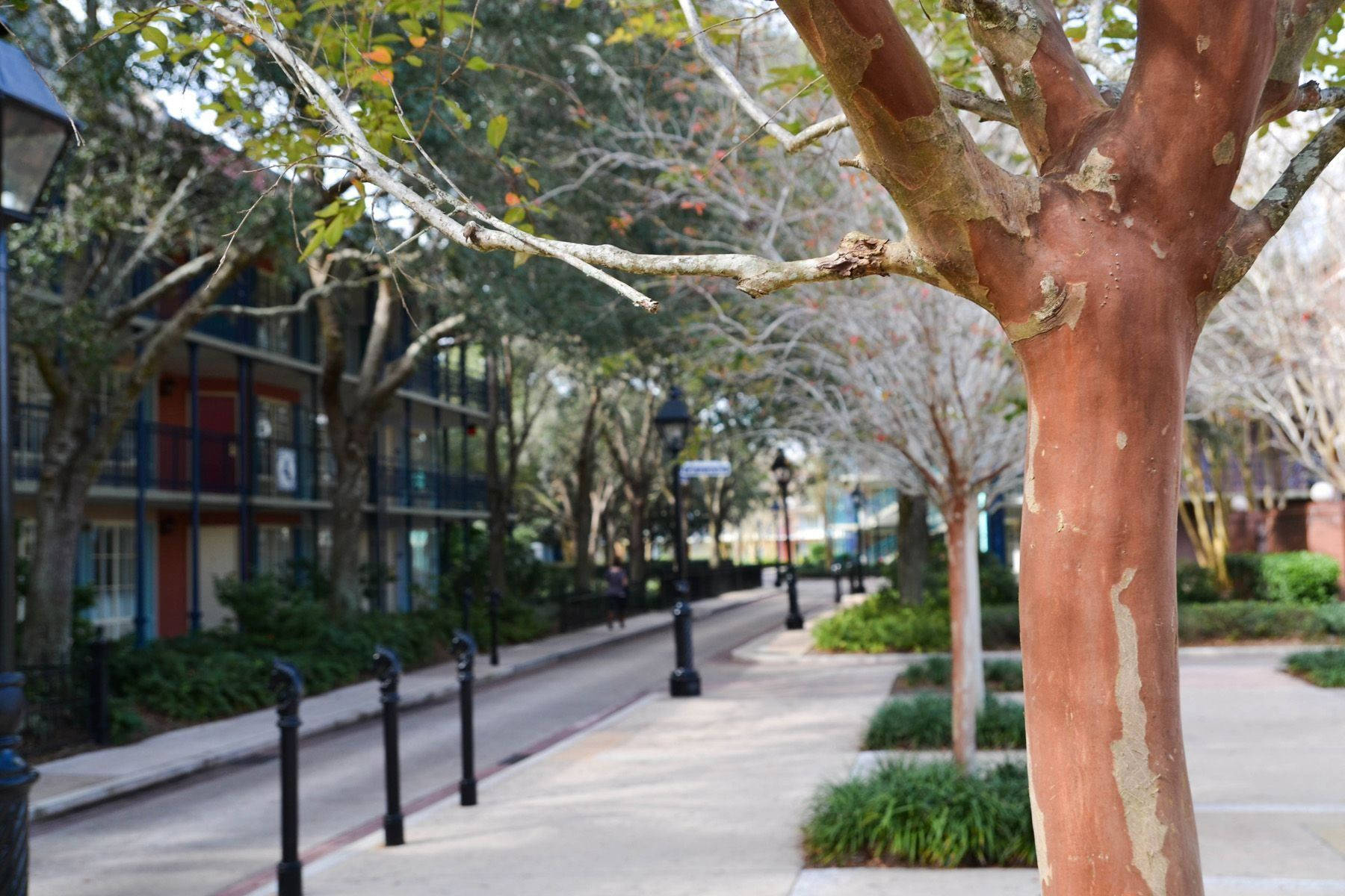 French Quarter, tree-lined sidewalk, peeling reddish bark, HD Desktop Wallpaper