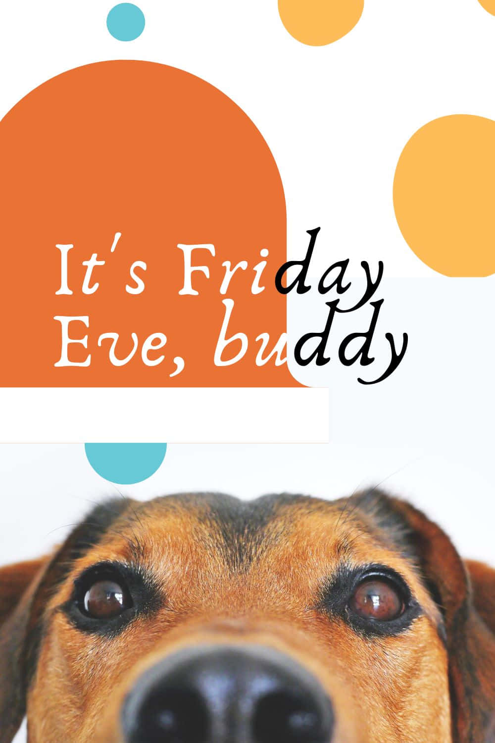 Friday Eve, dog, brown dog, HD Phone Wallpaper