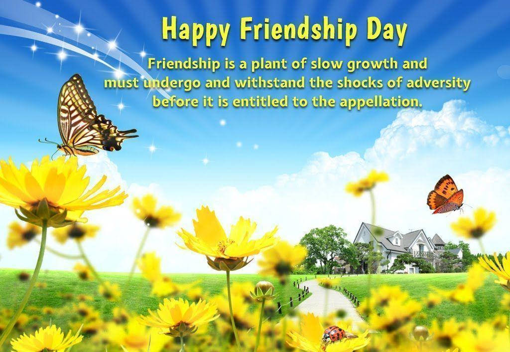 Vibrant yellow flowers, sunny meadow, butterflies, SD Desktop Wallpaper