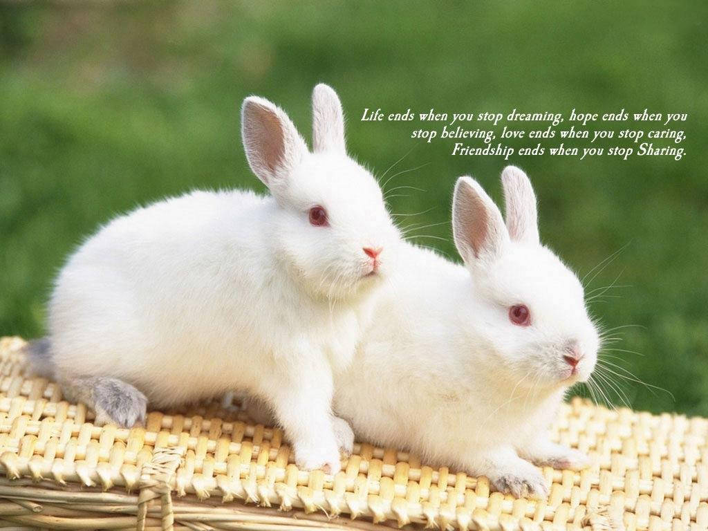 white rabbits, woven wicker surface, soft green background, SD Desktop Wallpaper