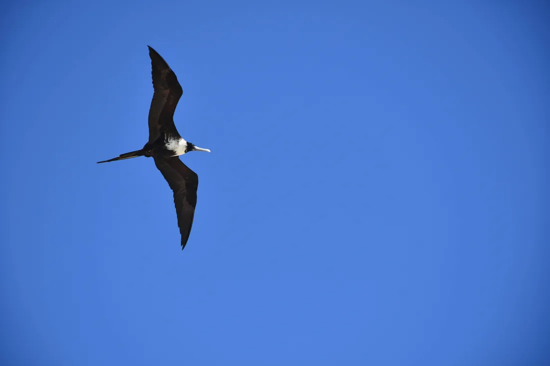 Frigatebird