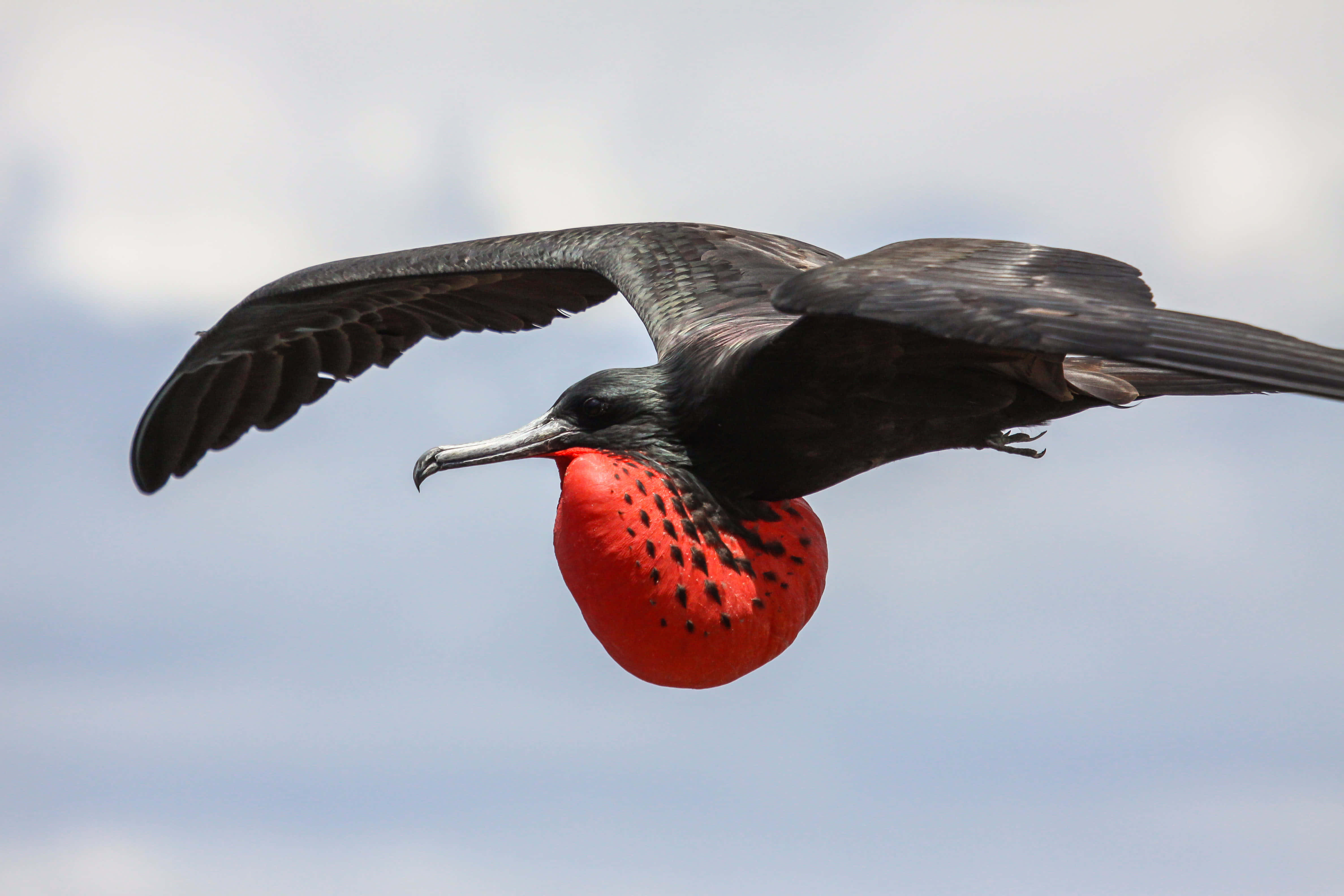 Frigatebird, red gular sac, wings spread wide, 4K Desktop Wallpaper