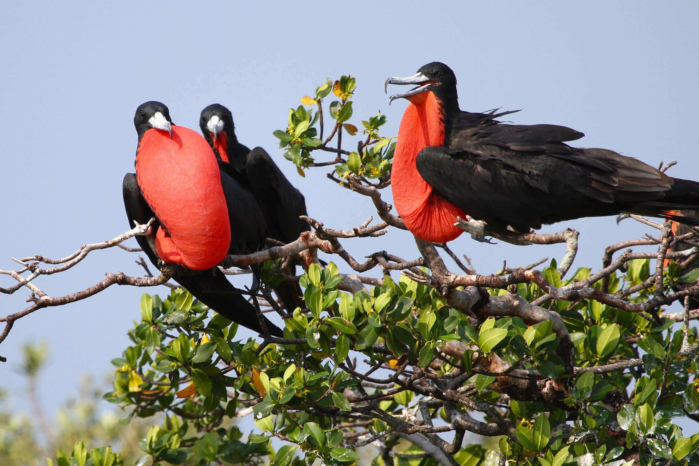 frigatebirds, inflated bright red gular sacs, leafy branches, Full HD Desktop Wallpaper