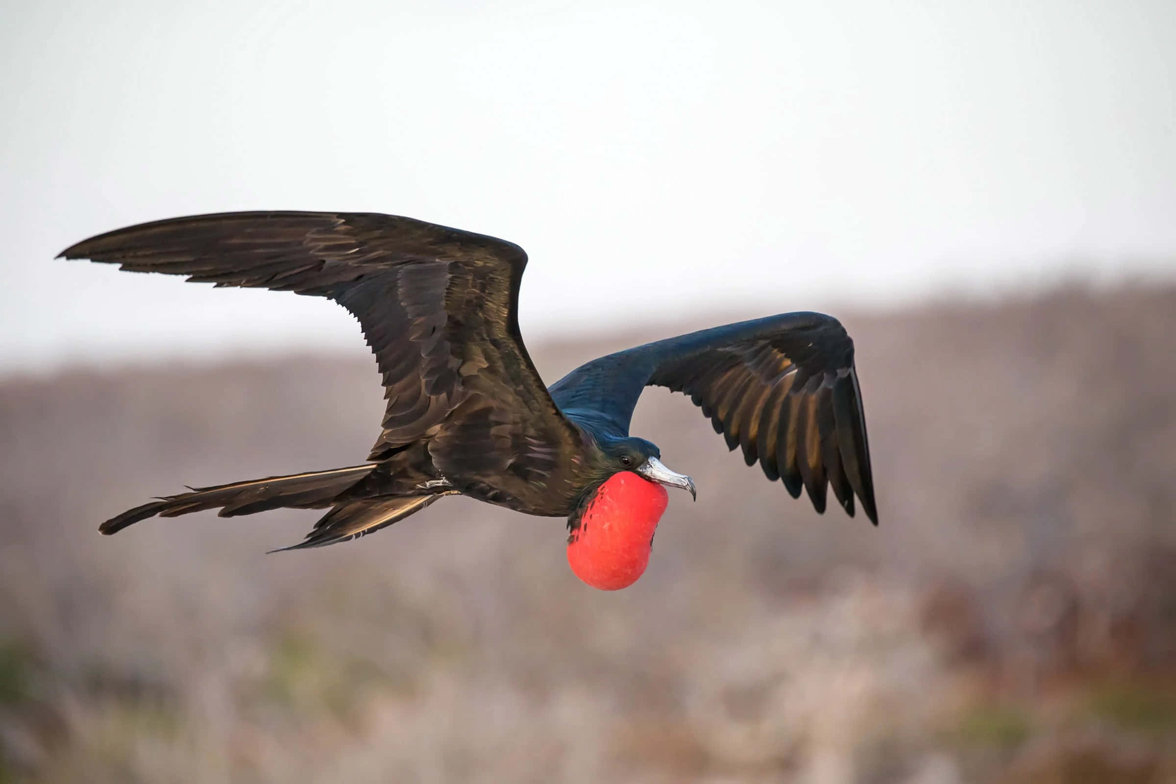 Frigatebird, inflated gular sac, bright red throat pouch, Full HD Desktop Wallpaper