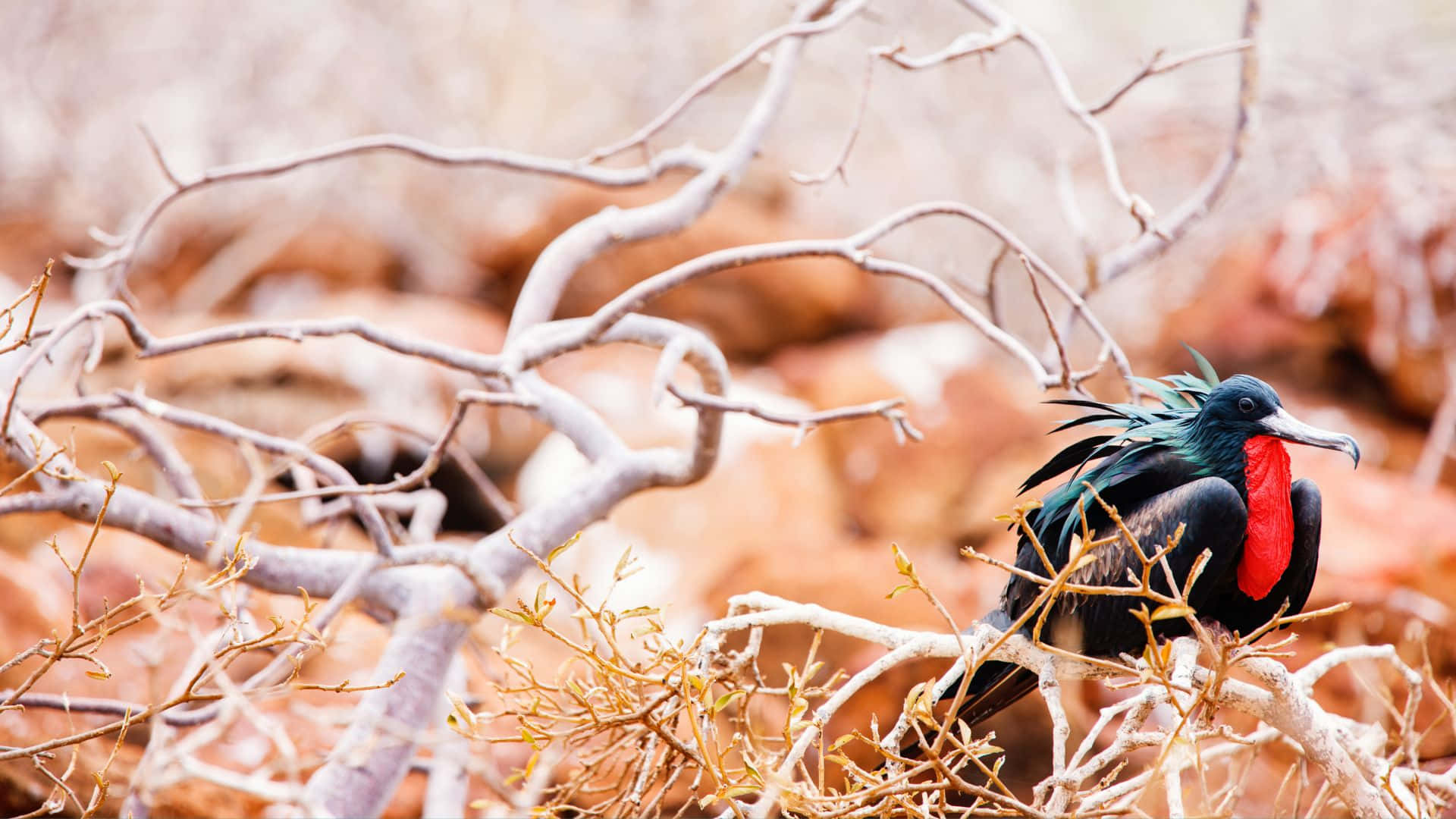 Frigatebird, red throat pouch, bare branches, Full HD Desktop Wallpaper