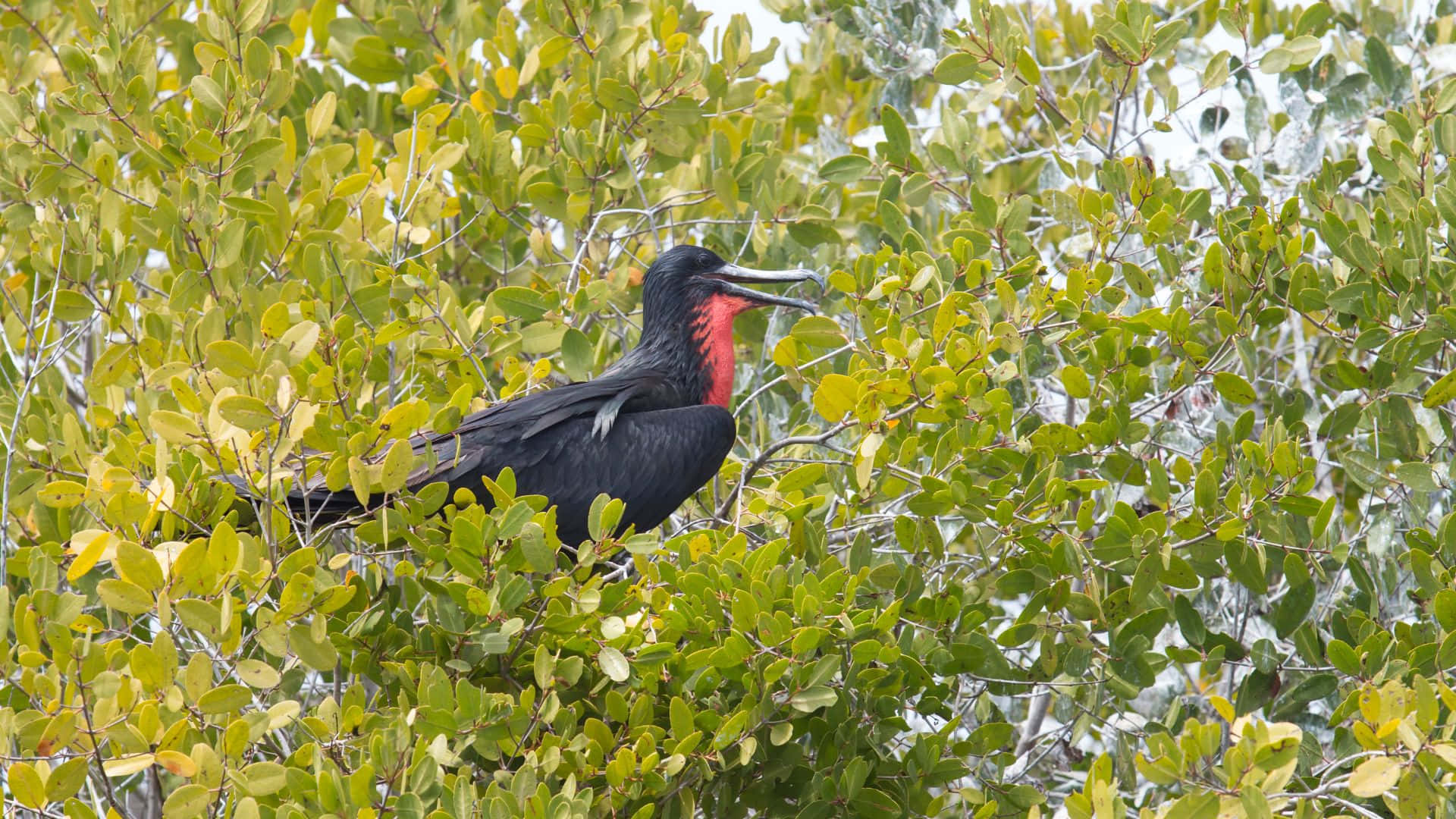 Frigatebird, red throat patch, dense green foliage, Full HD Desktop Wallpaper