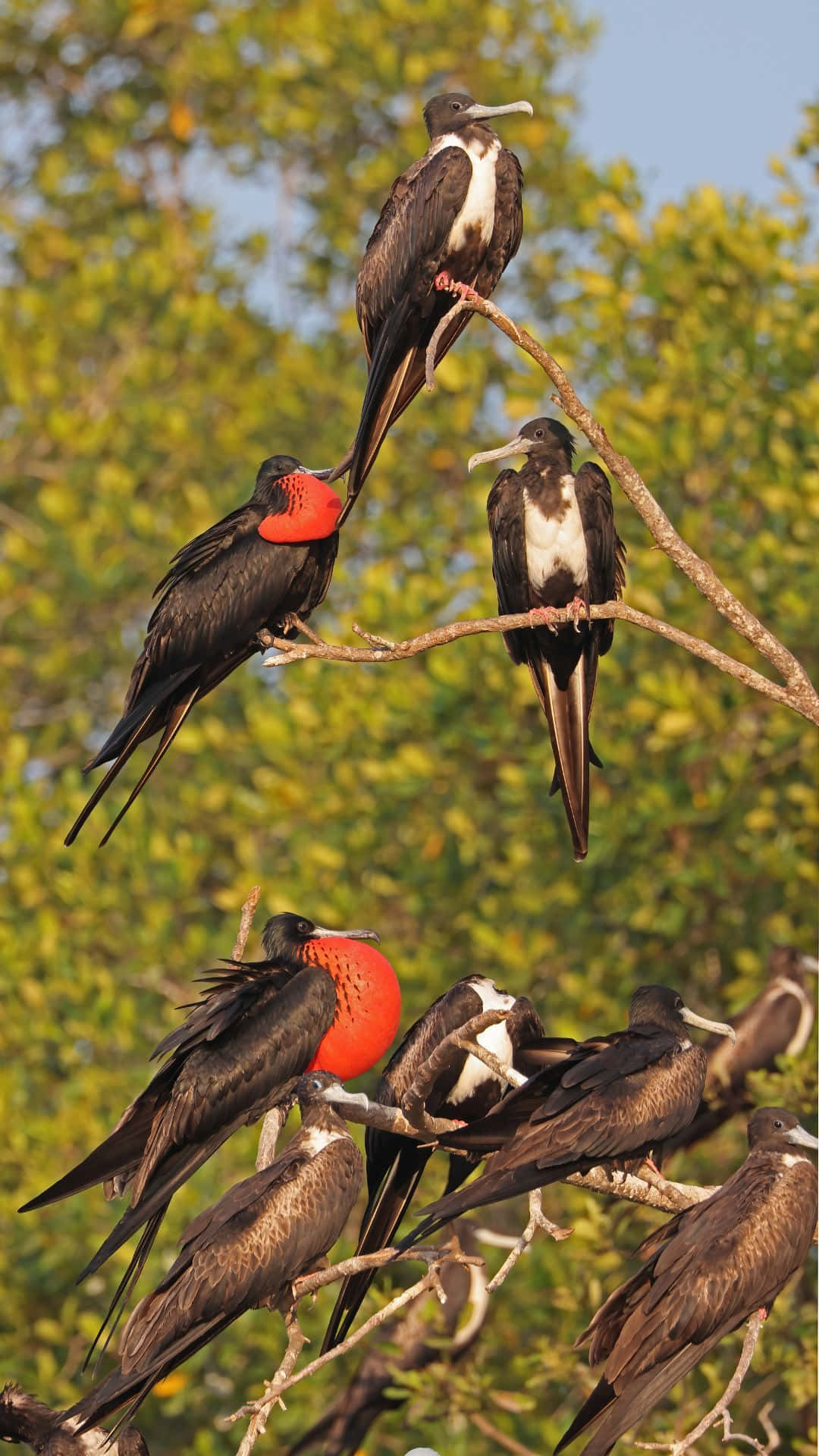 frigatebirds, branches, bright red throat pouch, Full HD Phone Wallpaper