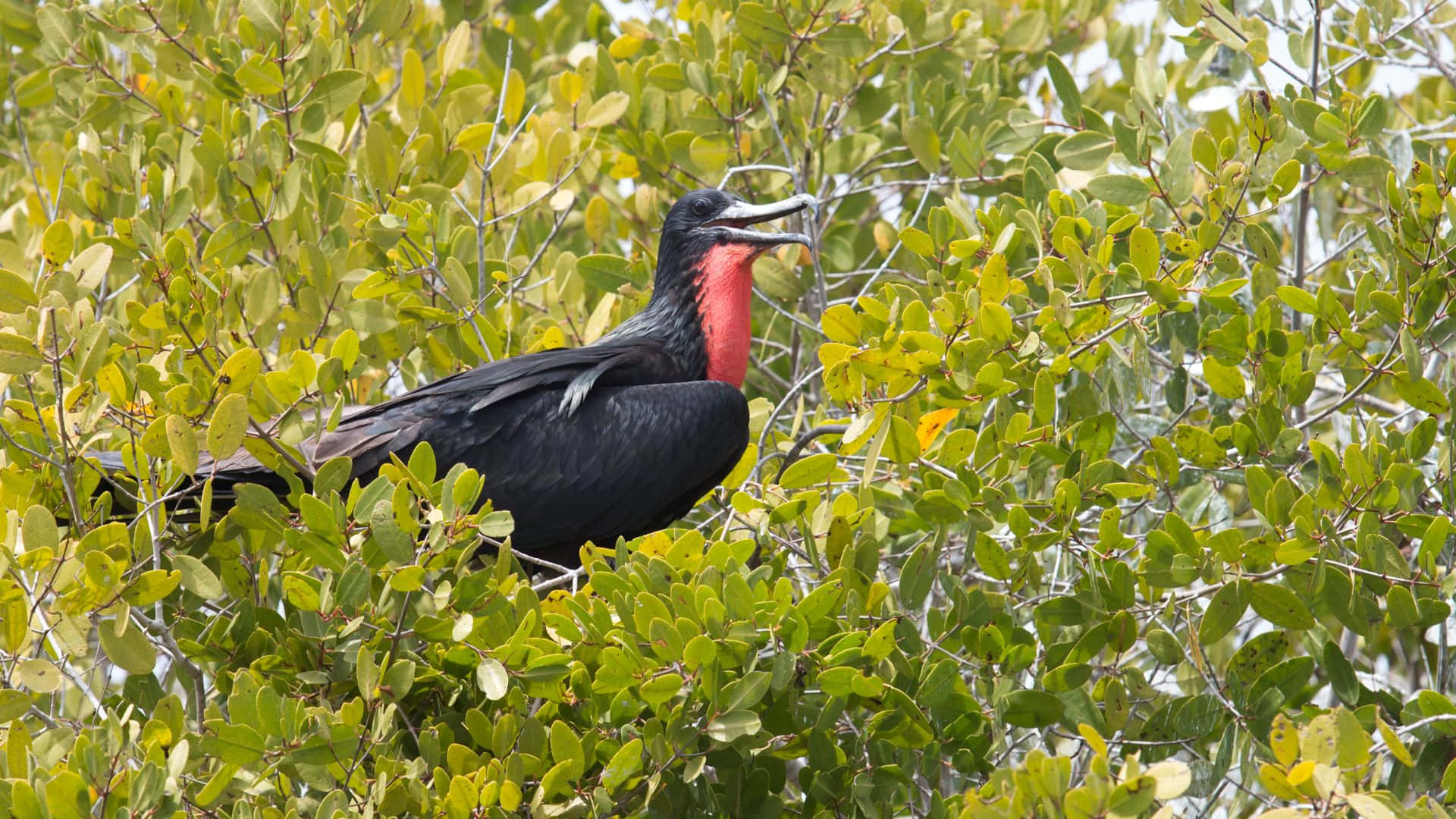 Frigatebird, greenery, dense green foliage, Full HD Desktop Wallpaper