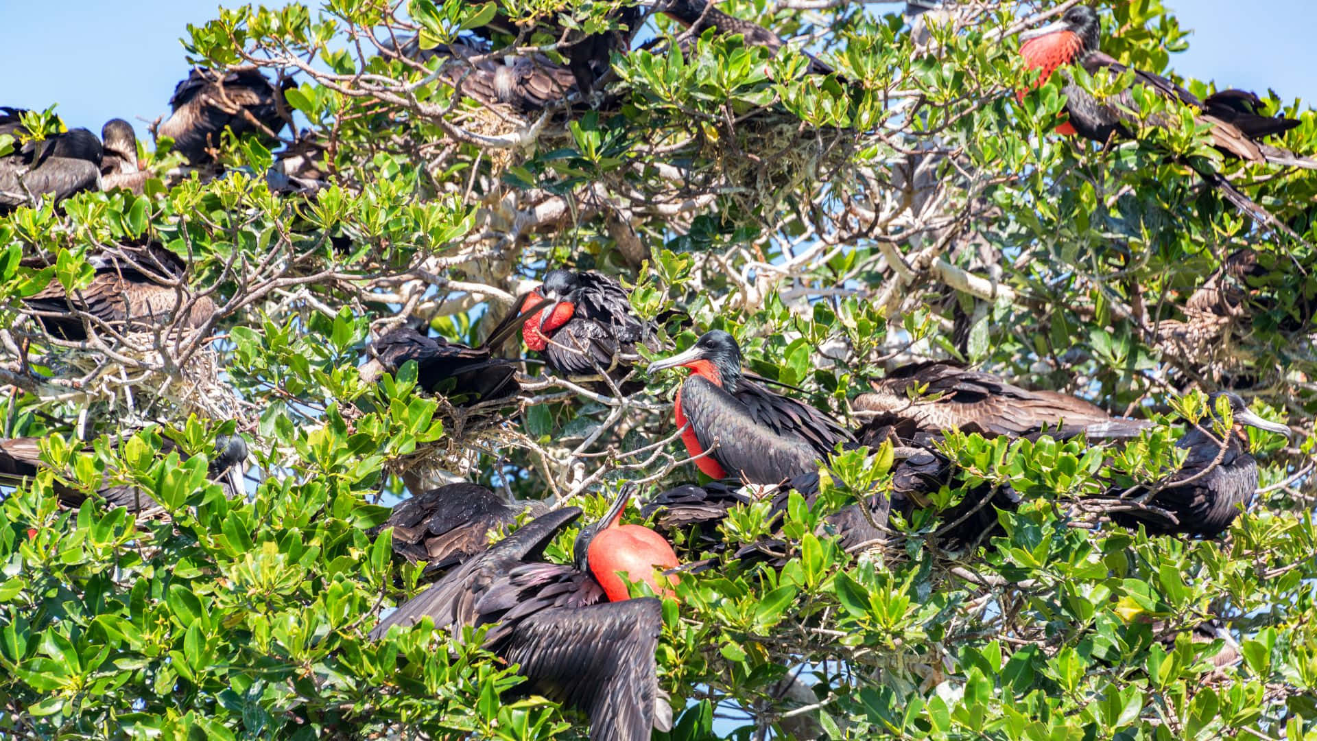 frigatebirds, vibrant red throat pouches, lush green tree branches, Full HD Desktop Wallpaper