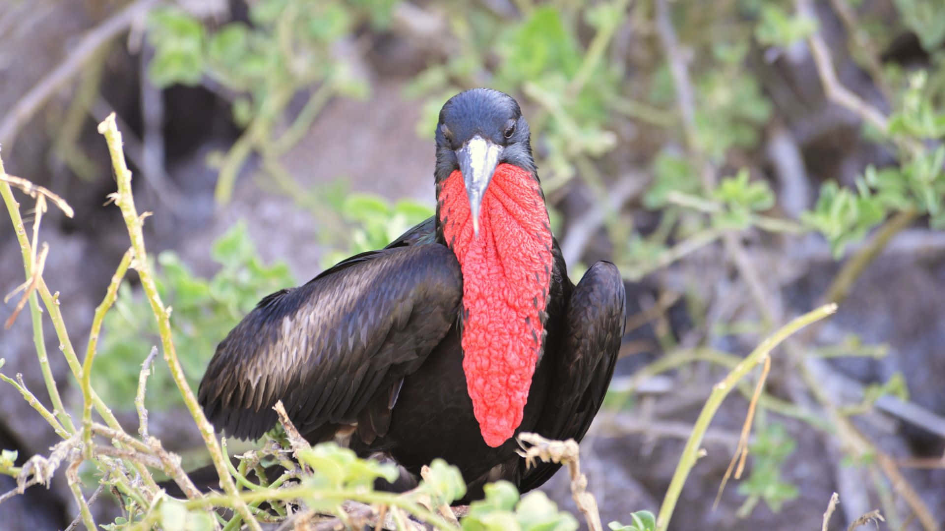 Frigatebird, red gular sac, vibrant red bill, Full HD Desktop Wallpaper