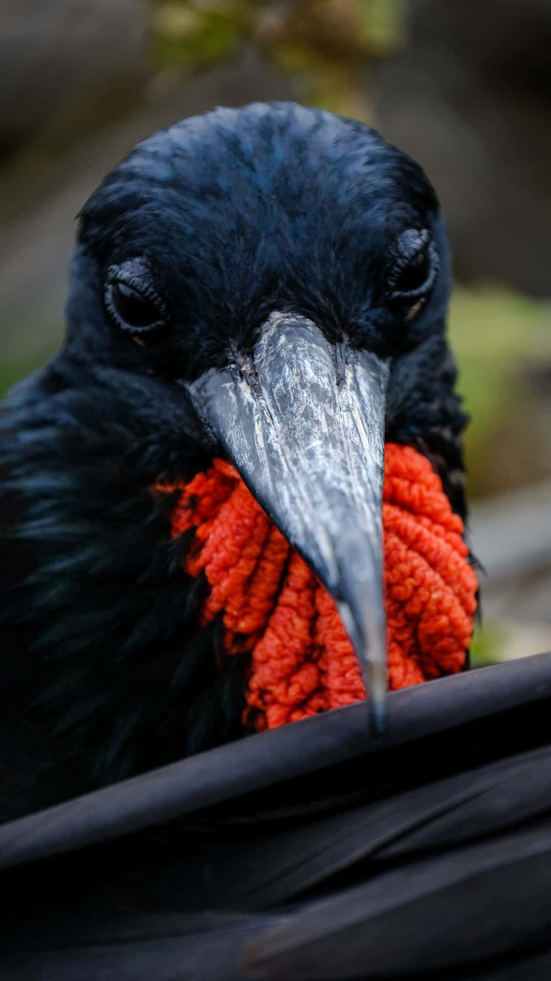 Frigatebird, glossy black, vivid orange throat pouch, Full HD Phone Wallpaper