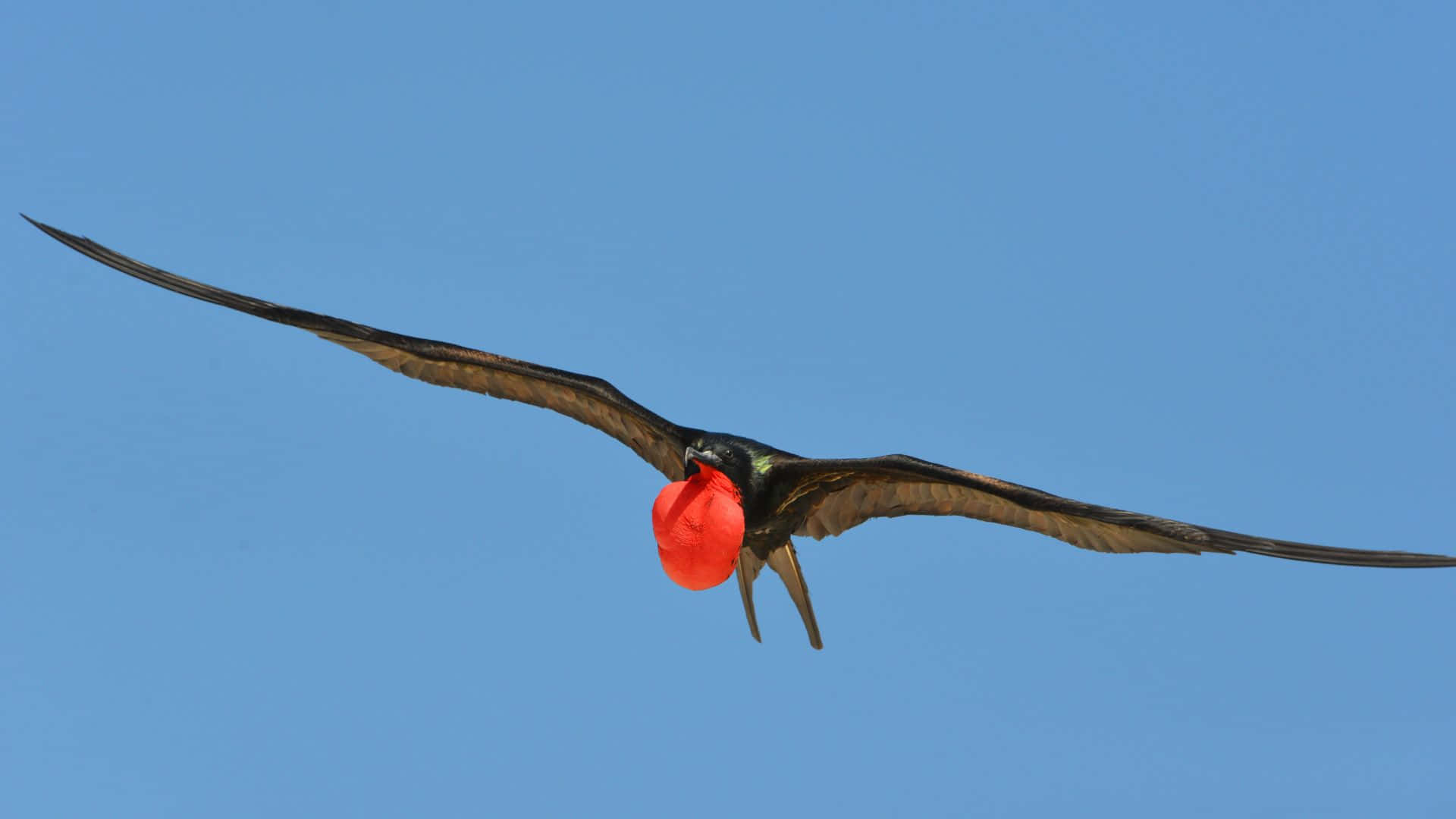 Frigatebird, red gular sac, clear blue sky, Full HD Desktop Wallpaper