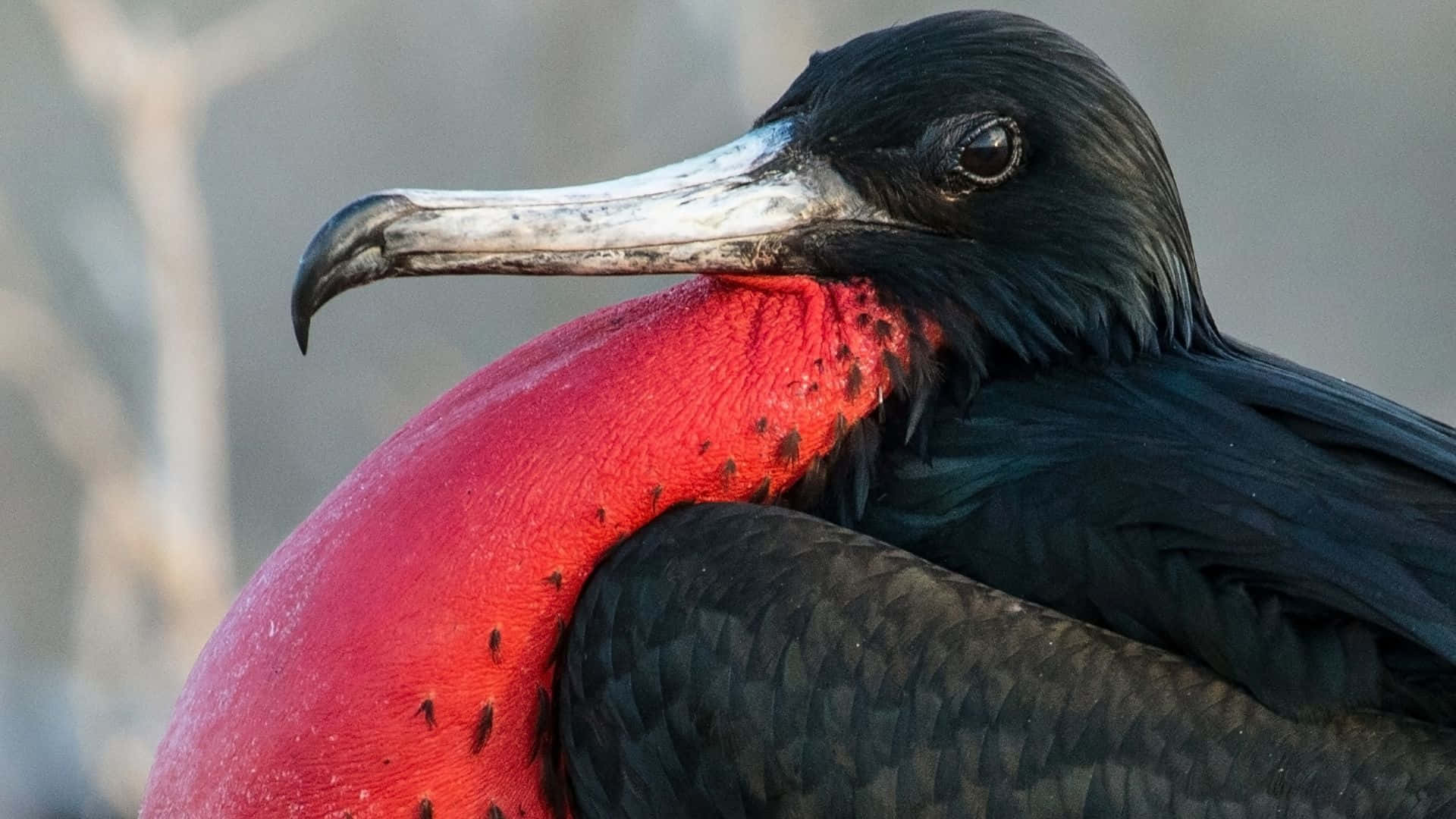 Frigatebird, red gular sac, glossy black feathers, Full HD Desktop Wallpaper