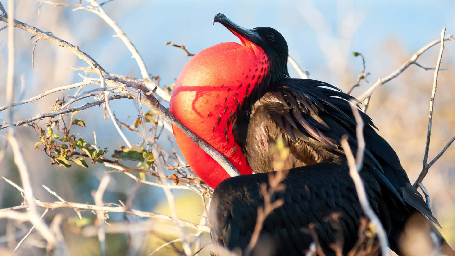 Frigatebird, inflated gular sac, bright red throat pouch, Full HD Desktop Wallpaper