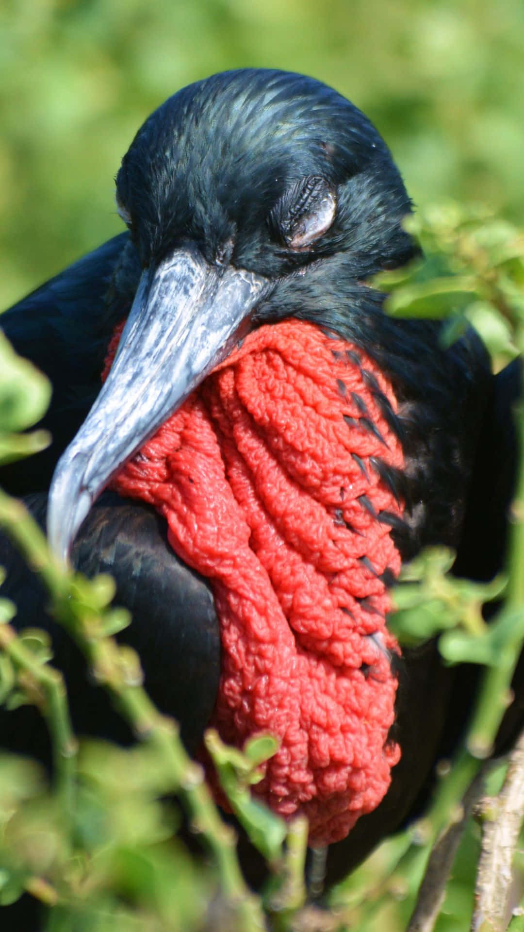 Frigatebird, red gular sac, vivid red throat pouch, Full HD Phone Wallpaper