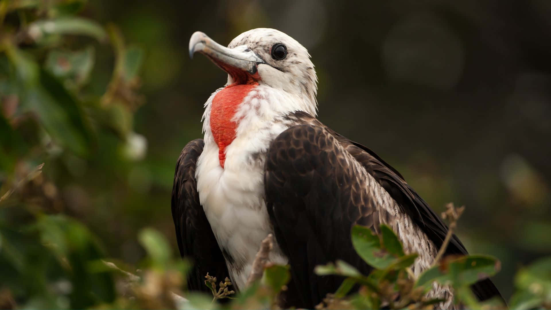 Frigatebird, red gular sac, green foliage, Full HD Desktop Wallpaper