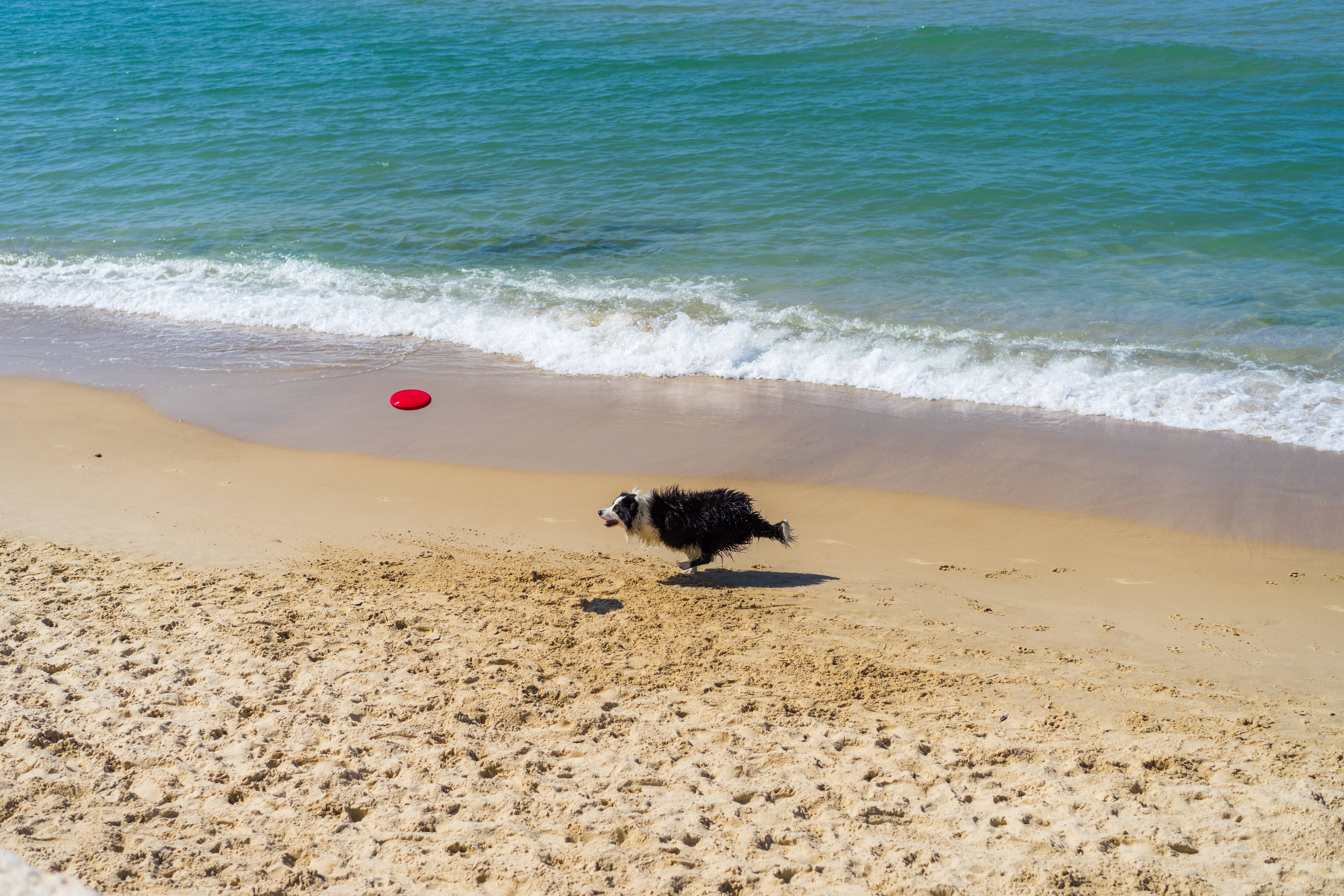 border collie, red frisbee, sunlit sand, 5K Desktop Wallpaper